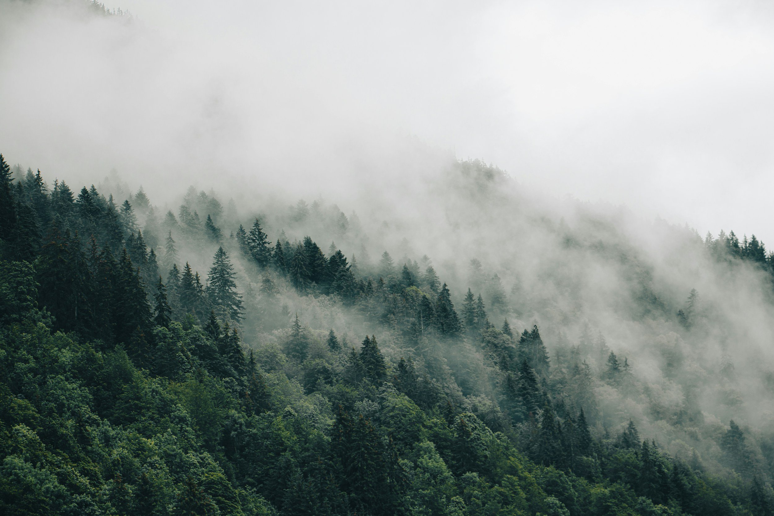 Foggy mountain landscape with dense forest of evergreen trees.