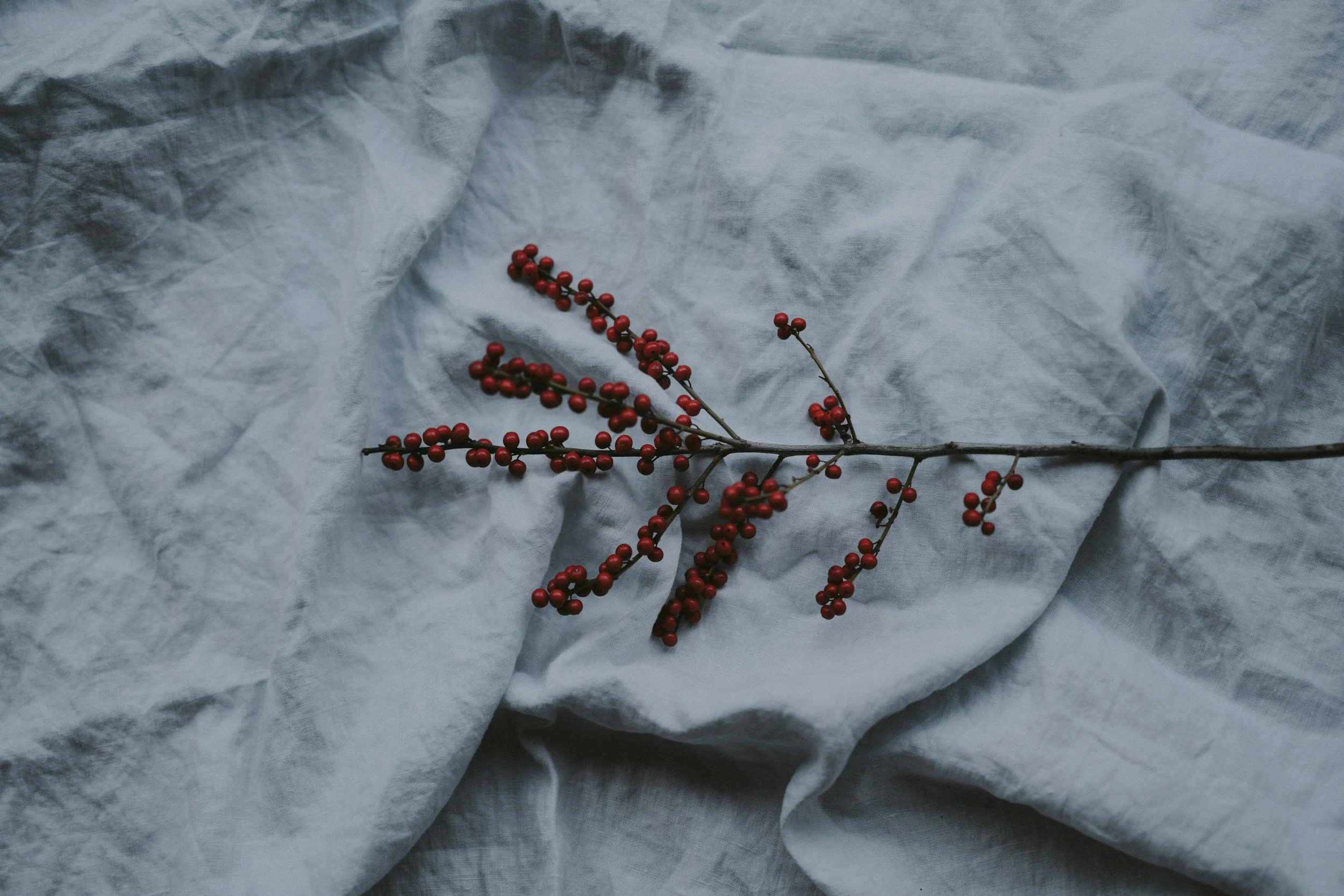 A branch of red berries resting on crumpled white tissue paper.