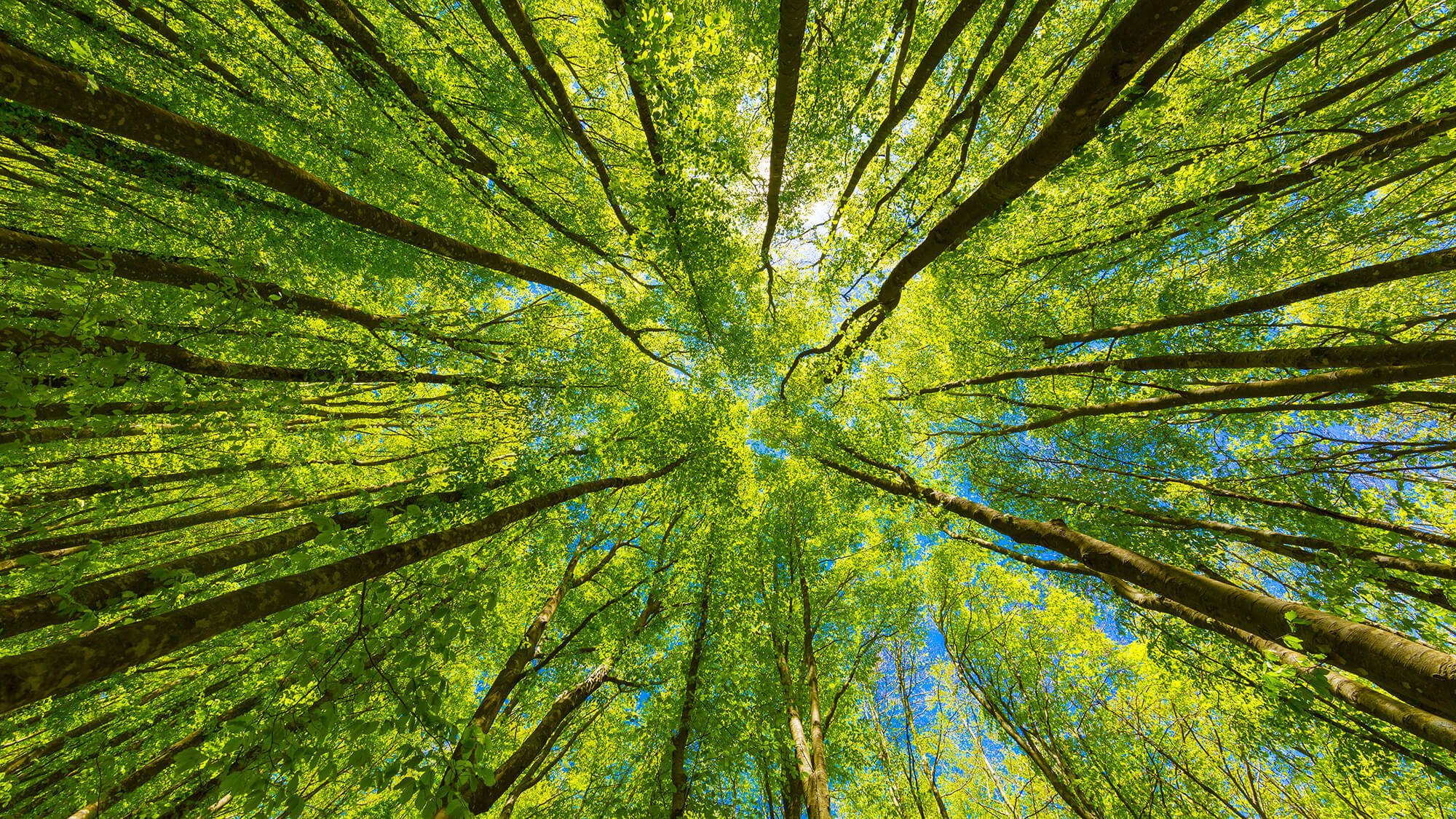 Looking up at tall trees with green leaves in a forest, with sunlight shining through.
