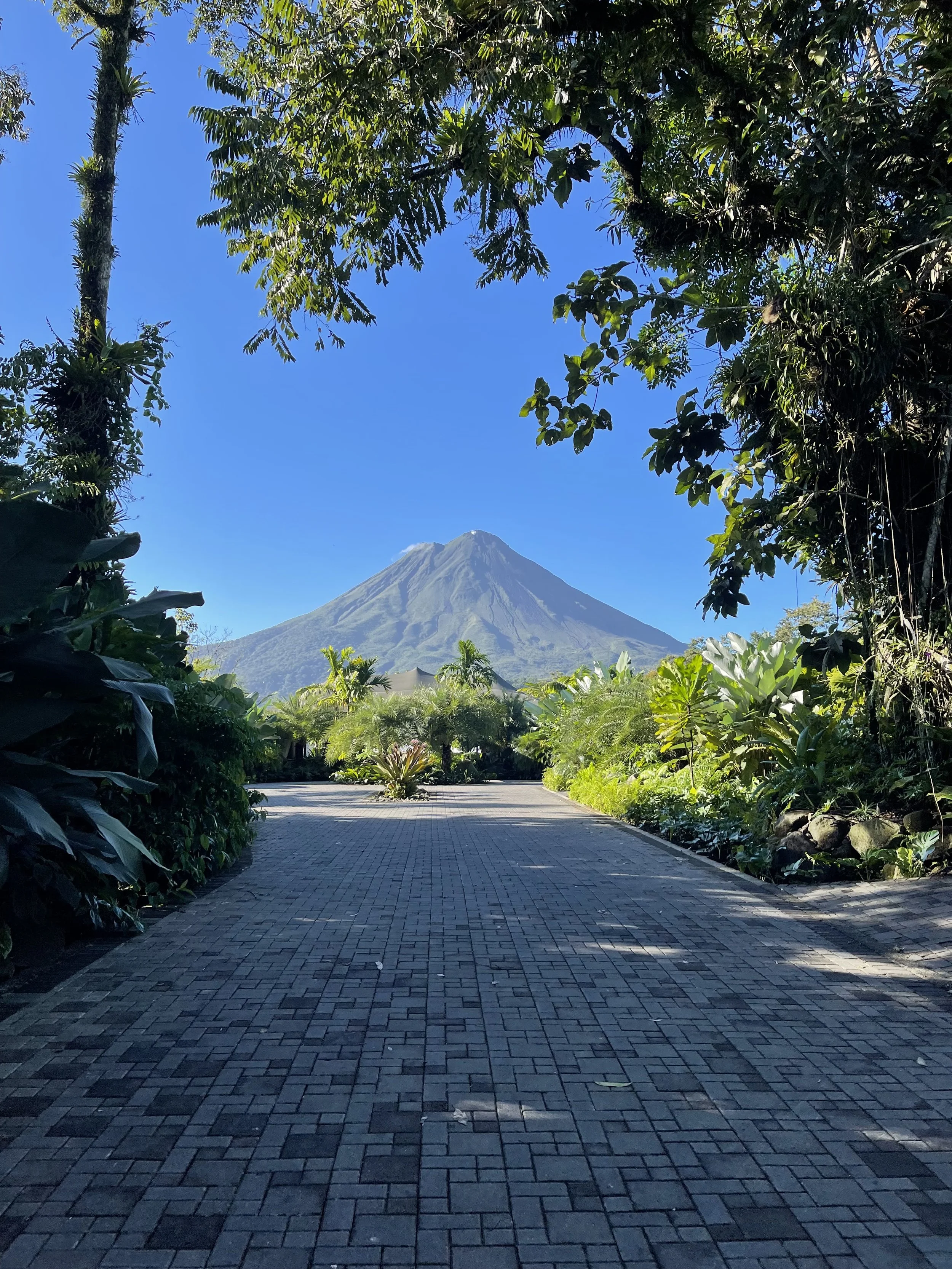 Pathway leading towards a mountain, flanked by lush green tropical plants and trees under a clear blue sky.