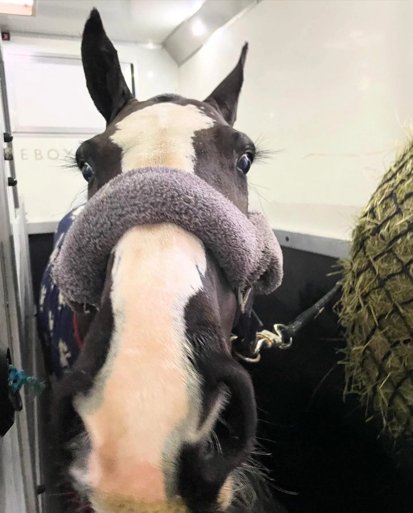 Close-up of a horse's face with its nose and eyes visible, inside a white-walled stable with hay on the right side.