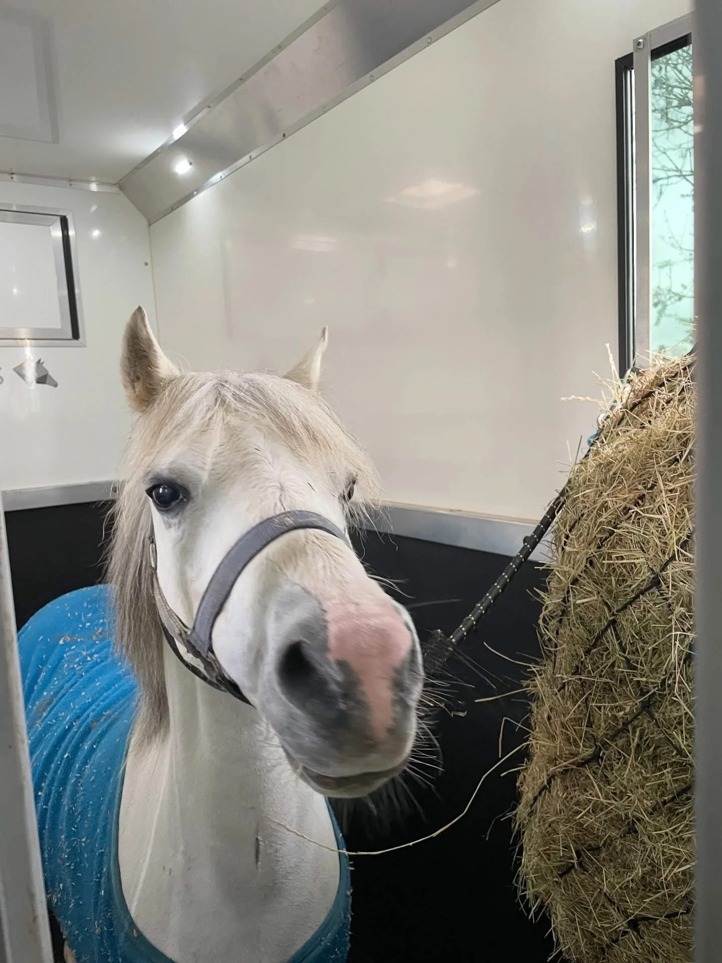 A white horse with a light mane standing inside a trailer or stable, looking at the camera. The horse is near a pile of hay and there is a blue protective blanket on its back.