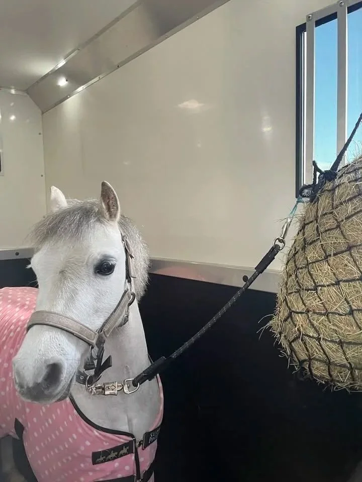 A white horse with a gray mane is inside a trailer, wearing a pink polka dot blanket, and is secured by a harness to a hanging hay net near a window.