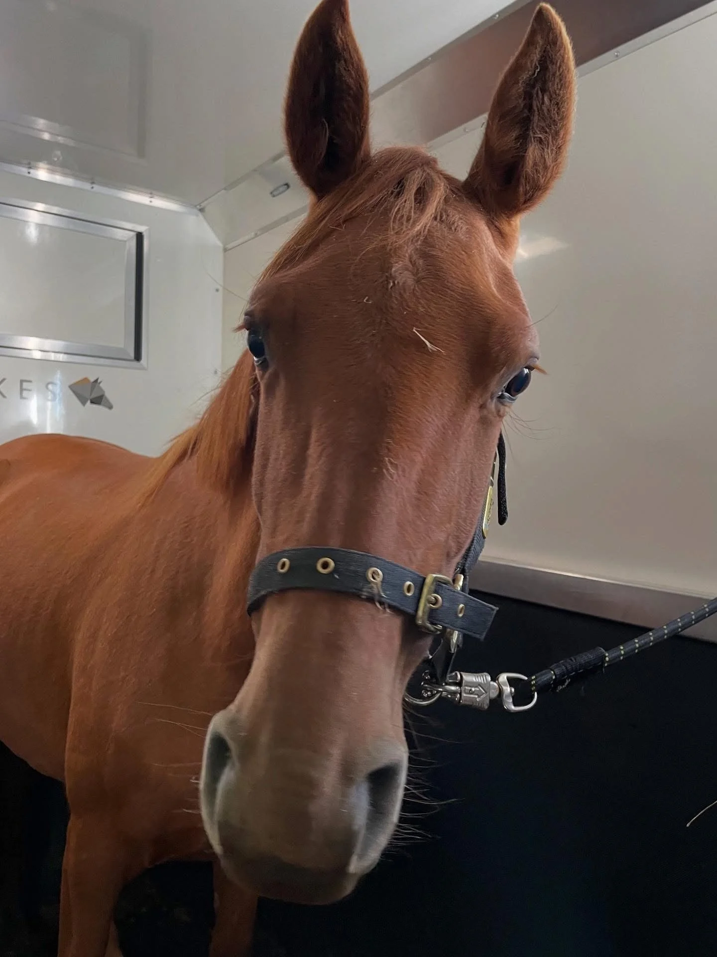 A close-up of a brown horse with a white mark on its forehead, wearing a gray halter, inside a trailer or enclosed space.