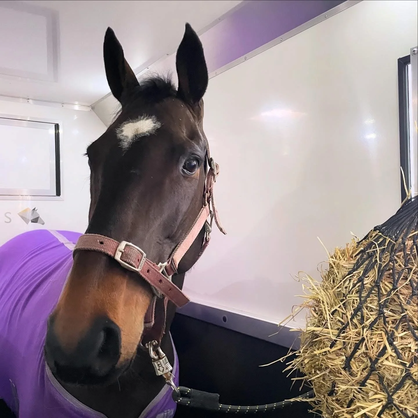 A close-up of a brown horse with a white star-shaped marking on its forehead, wearing a purple blanket and looking at hay in a feeding trough inside a stable.