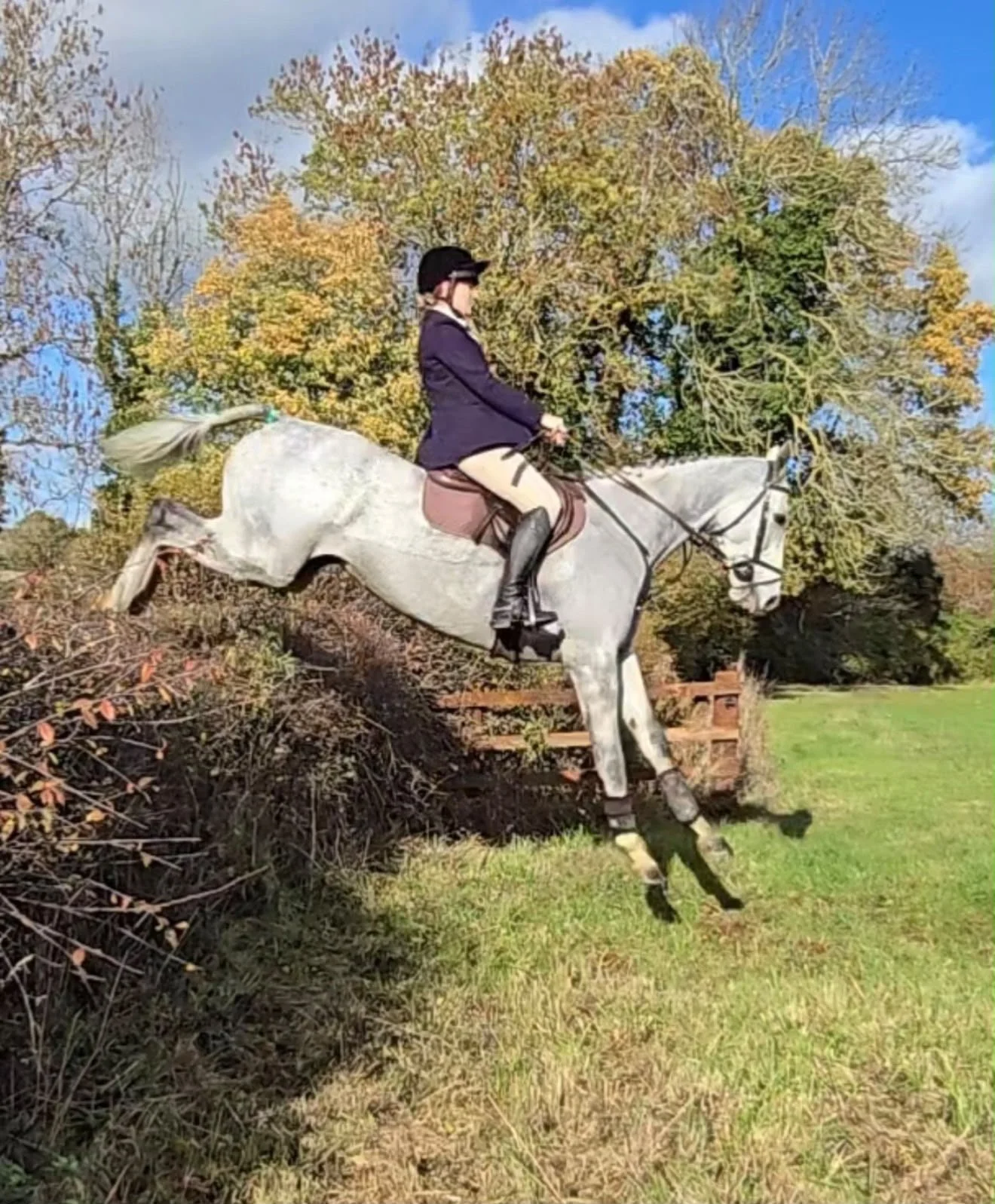 retrained ex race horse by tally ho 