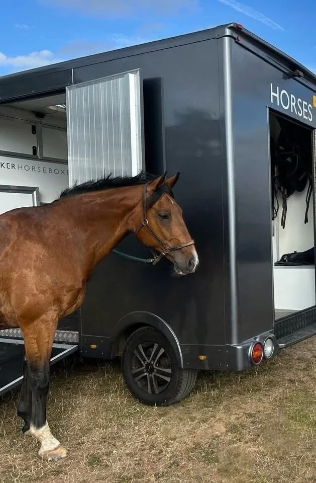 A brown horse with a black mane and white marking on its face standing outside a black horse trailer with an open side door.