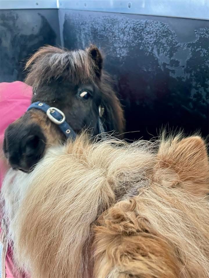 horse transport quotes 