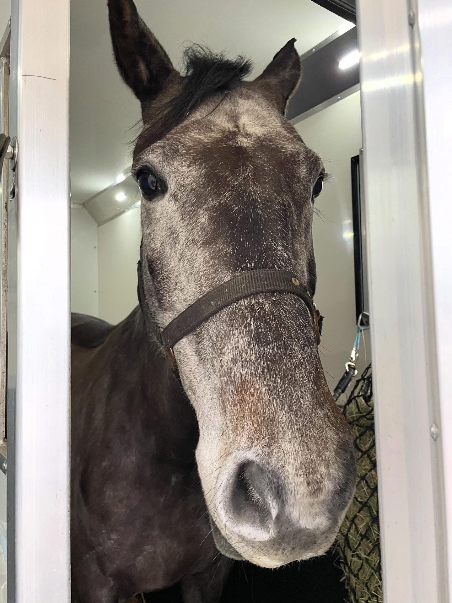 Close-up photo of a gray and white horse with large eyes, standing inside a stall with white walls and a metal door frame.