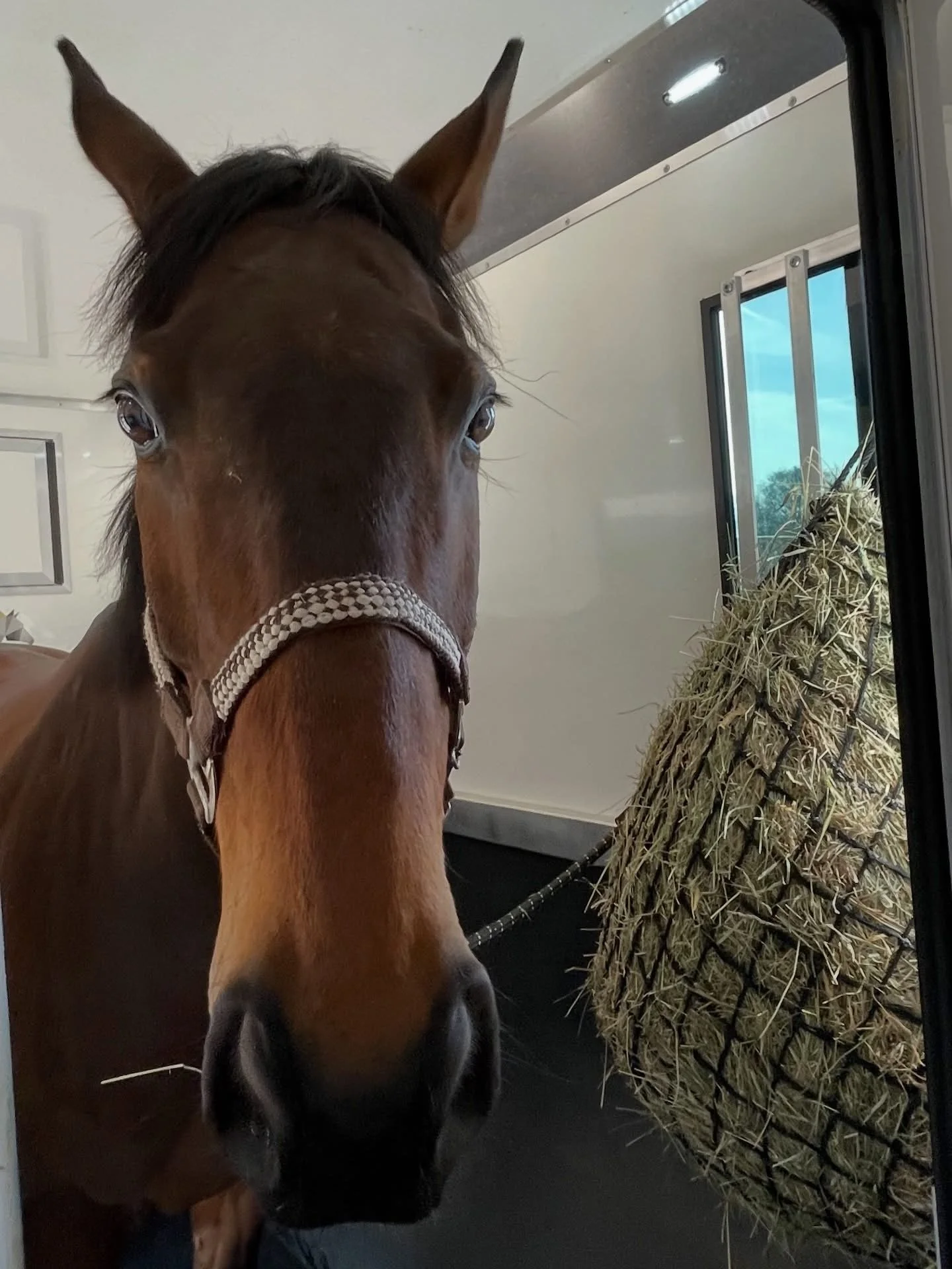 A close-up of a brown horse with a halter on, standing indoors near a hay feeder with hay inside. The horse is looking directly at the camera. In the background, there is a window showing a blue sky with clouds.