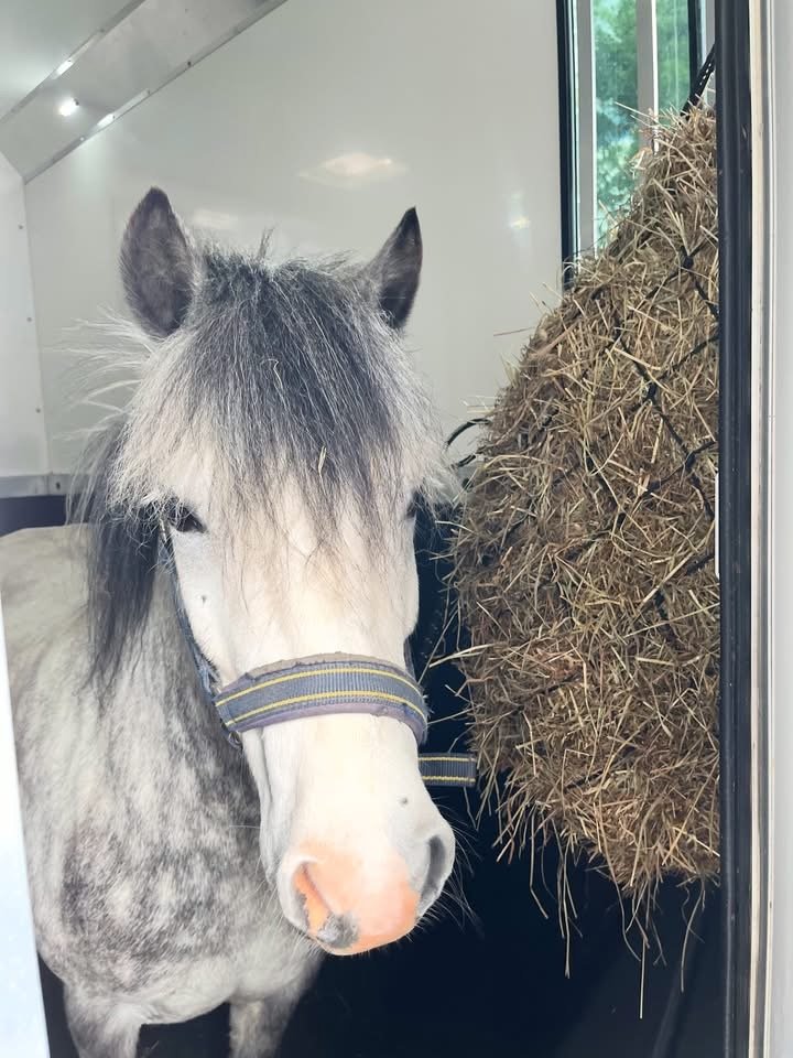A white and gray horse with a colorful halter standing inside a trailer, near a large haynet.