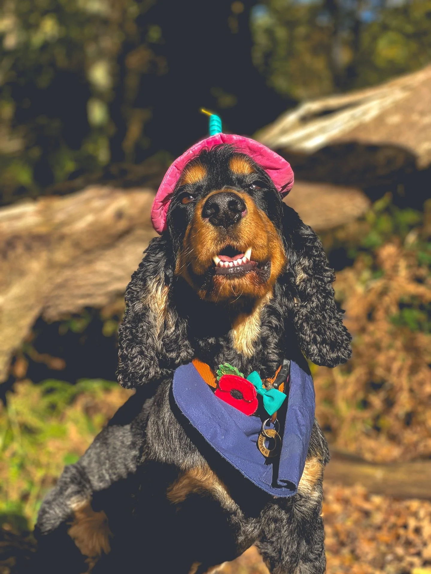 Birthday hats, muddy paws, and big smiles🥳💚