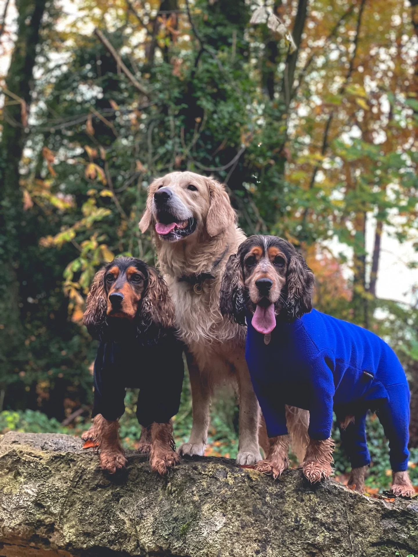 Exploring the rolling hills and charming trails of the Cotswolds 🐾✨