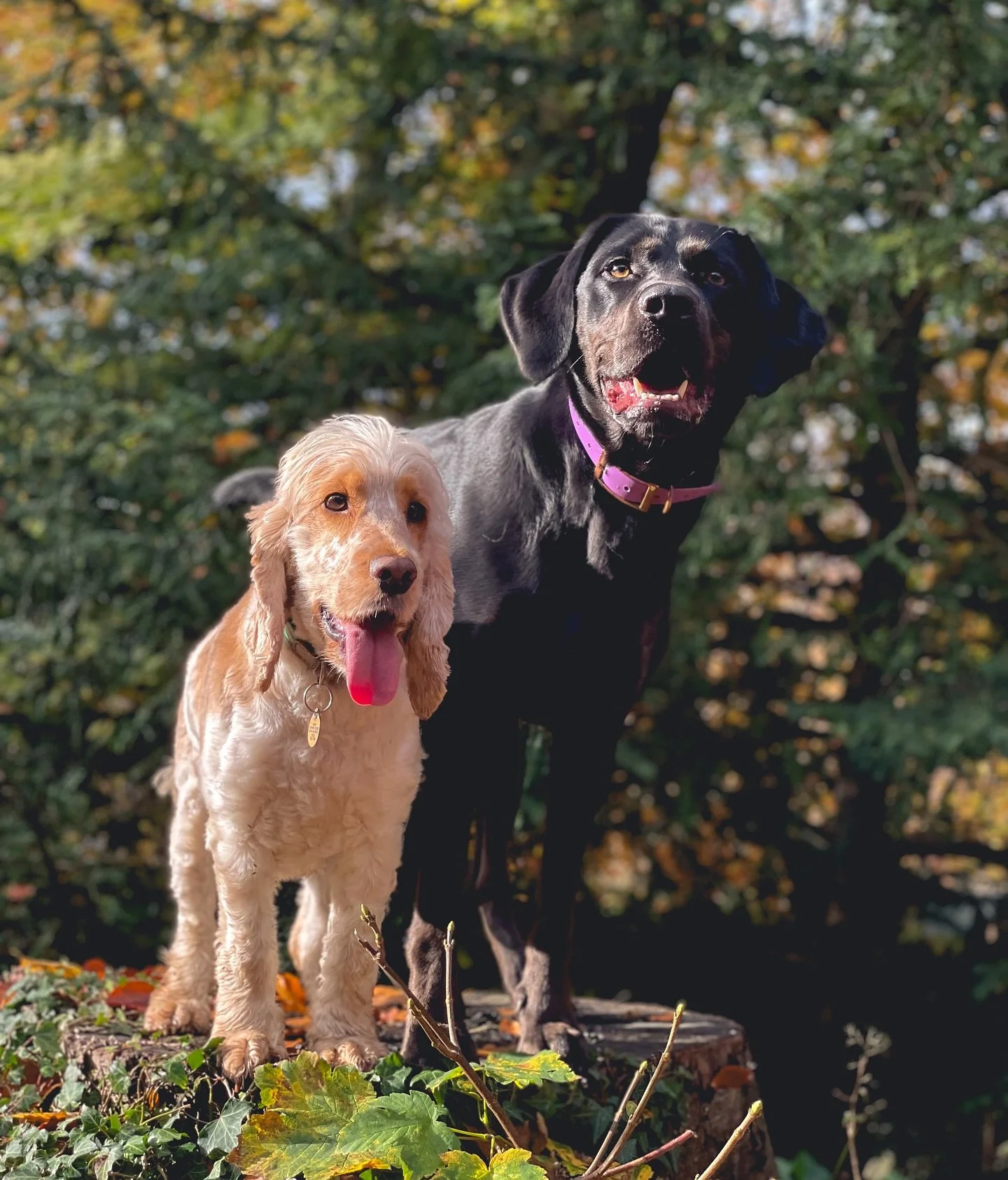 Wednesday sniffari in Leckhampton 🌿🐾