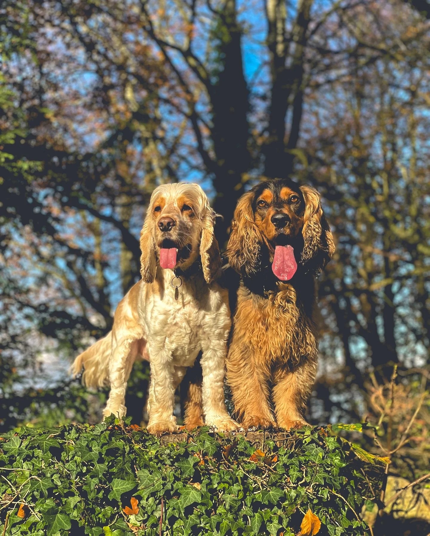 Sunny autumn walks 😍🍂
