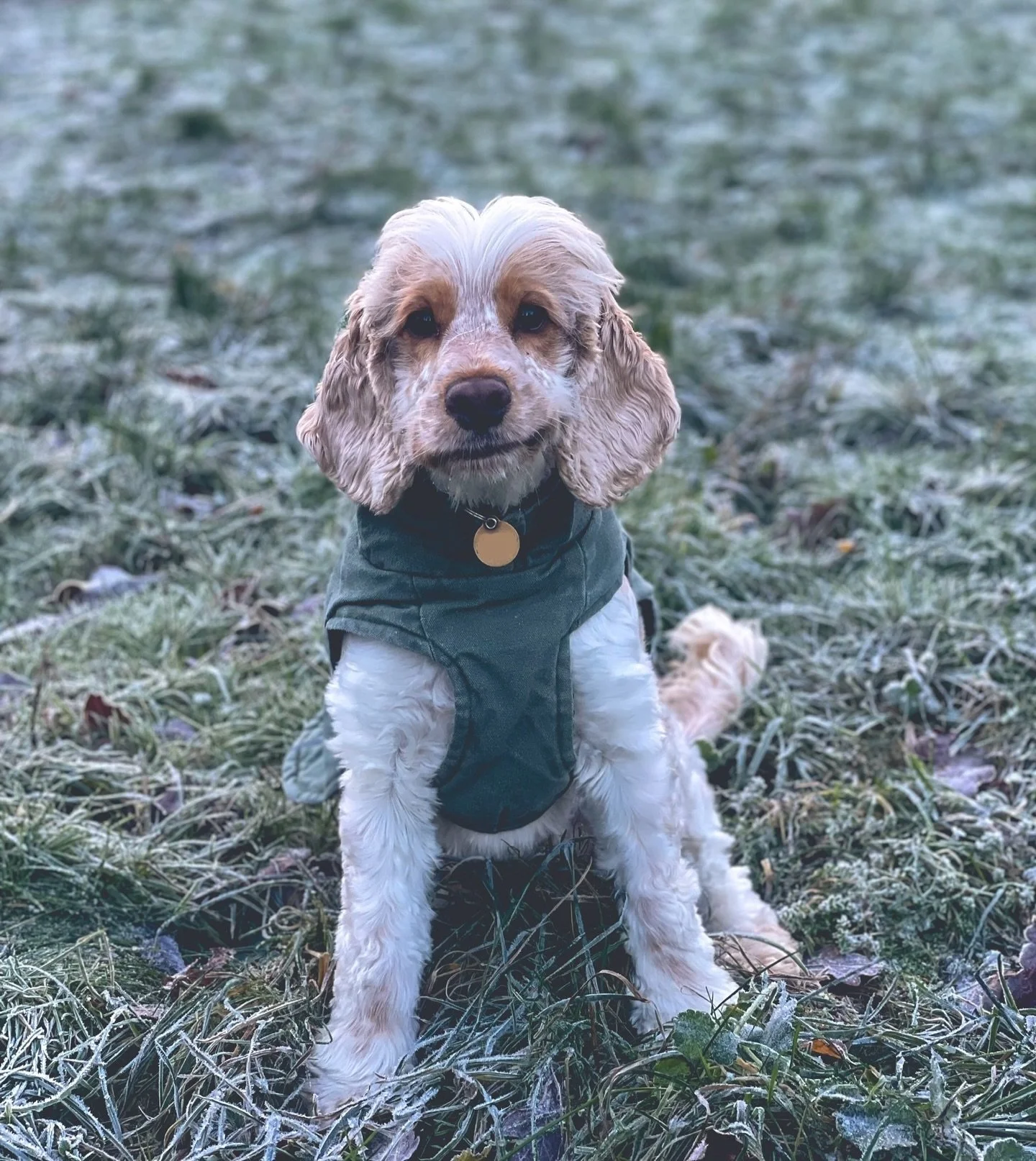 Frosty walks ❄️😍