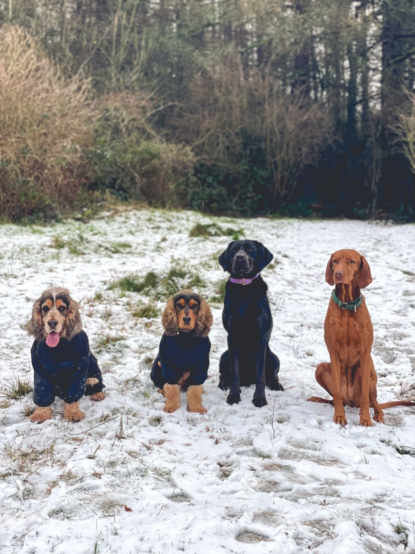 Just good dogs, on good walks, in good places 🐾💚