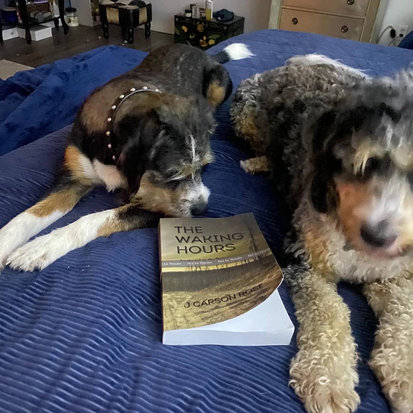 Yeh we slept with the new book 📕🤣 #thewakinghours There’s a sample chapter on my website in the meantime before launch 👍🏻 check it thegreywoods.com