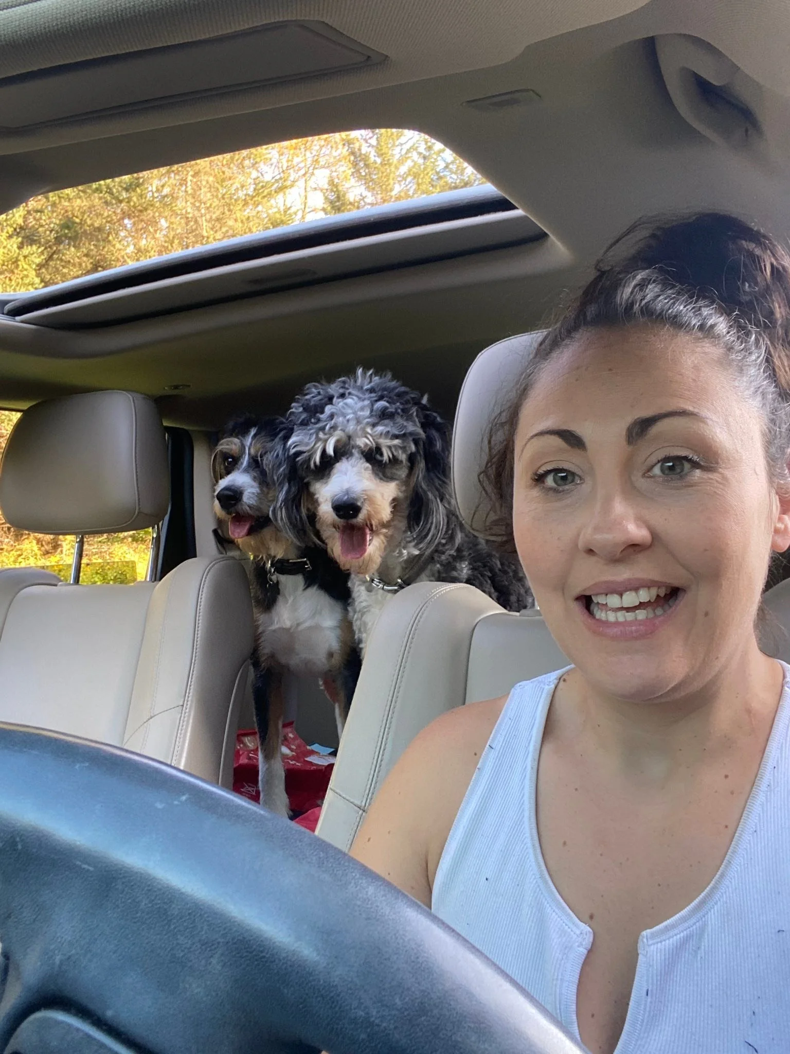 If you say, &ldquo;drive&rdquo; or &ldquo;car&rdquo; in this house know that you will be driving dogs around a blueberry farm.￼