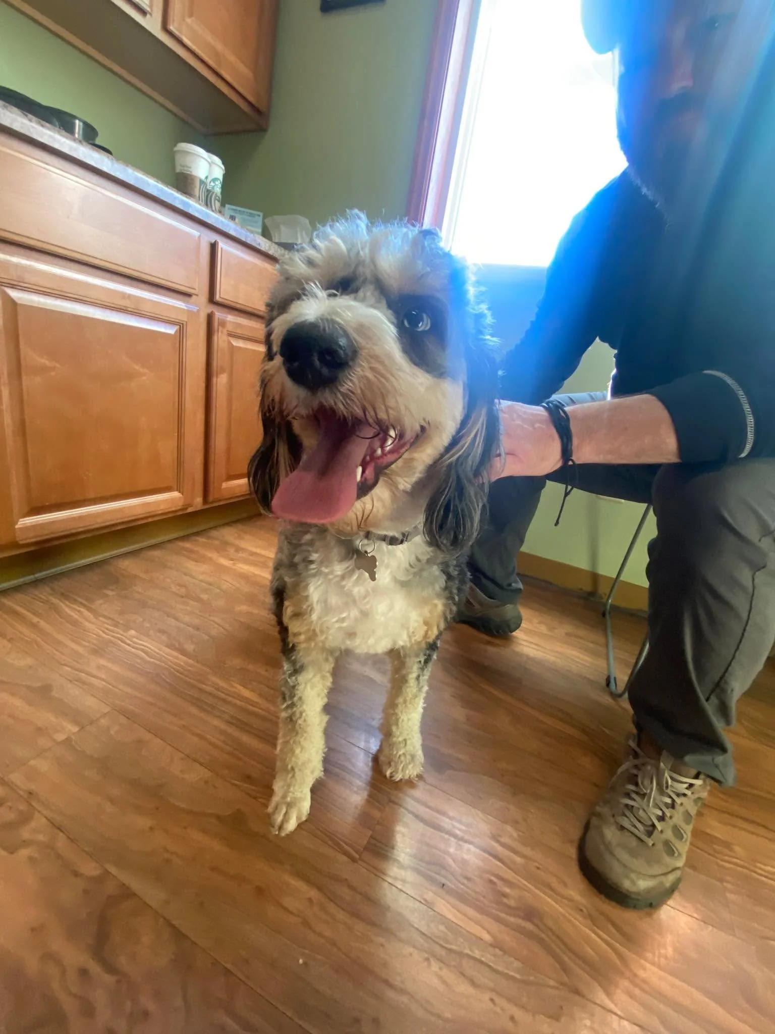 Annual check up ✅ Let me see your pups ❤️🐶
