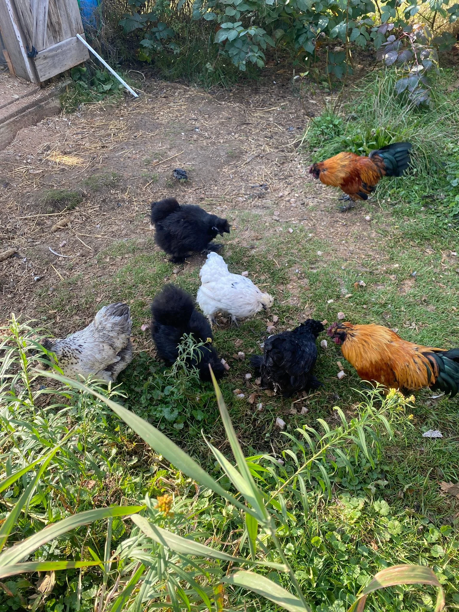 Good morning girls ☀️ 13 eggs 🥚 thank you!