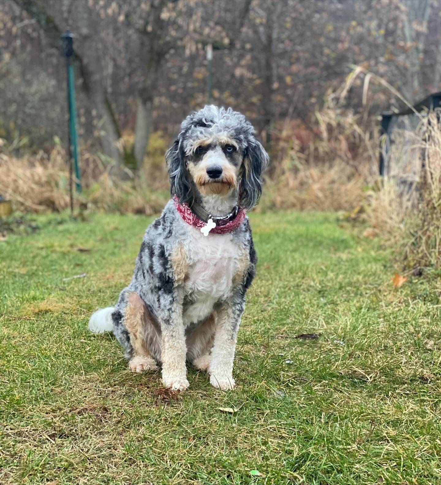 Sofia is still mad at me because I had to shave down her tail except for the tip. Keeping a rambunctious Aussiedoodles&lsquo;s fur from matting is a full-time job lol but it looks super cute 🥰🐩