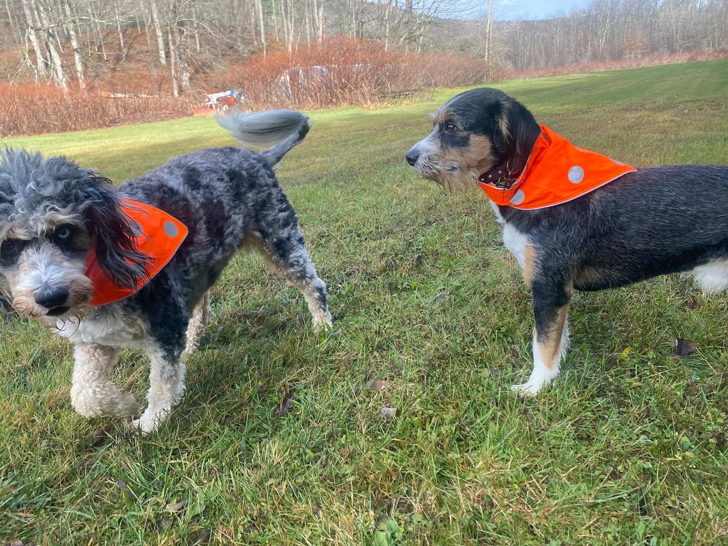 Happy Hunting season!!! It&rsquo;s duck season&hellip; it&rsquo;s wabbit season&hellip; it&rsquo;s duck season&hellip;. It&rsquo;s wabbit season&hellip; 🦆 🐇 🦌