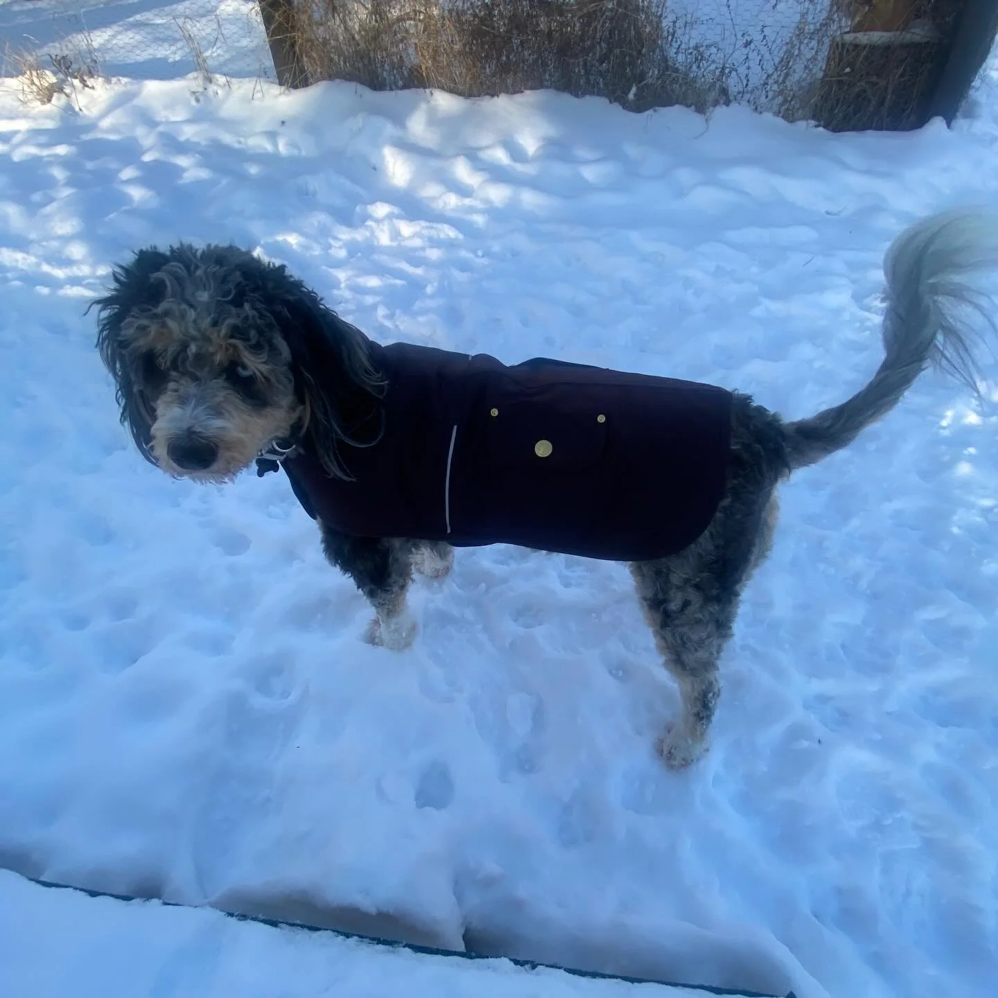 Tell me nanny spoils you without telling me that nanny spoils you, lol how about some matching Carhartt jackets for the pups? 🐶 🐶 ❄️