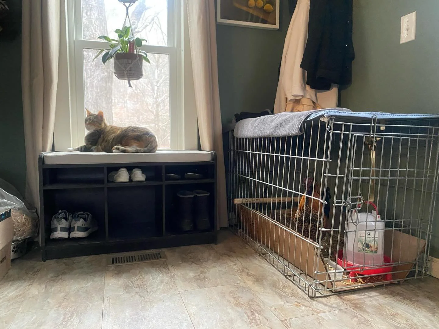 The saga of the #houserooster continues. Now he&rsquo;s all moved in like he&rsquo;s a member of the family! Except he&rsquo;s a real cock, just saying 🤣🎁🐓