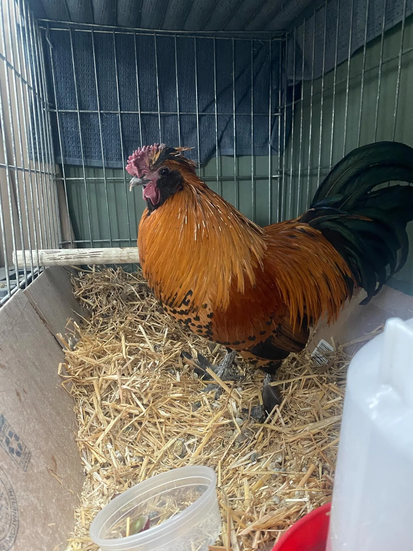 May I have your attention, Theodore Roostervelt (aka Theo aka Roo Boo) has been dually elected as President of the Blueberry Farm and is anxious for the Spring, more cucumber snacks and the Cluckingham Palace renovations that will begin after the win