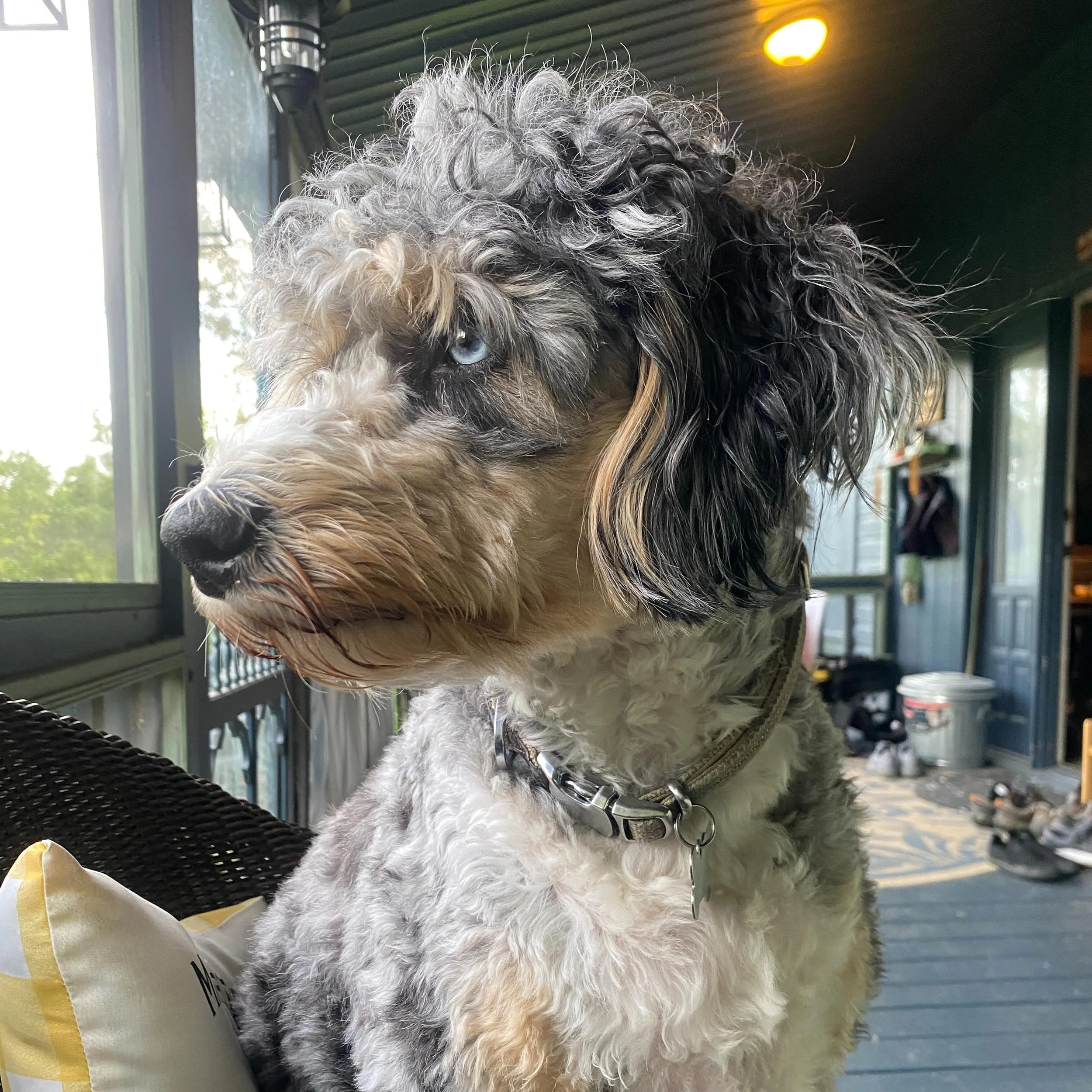 And still&hellip;. What to do with her hair 🪮💈🐩
