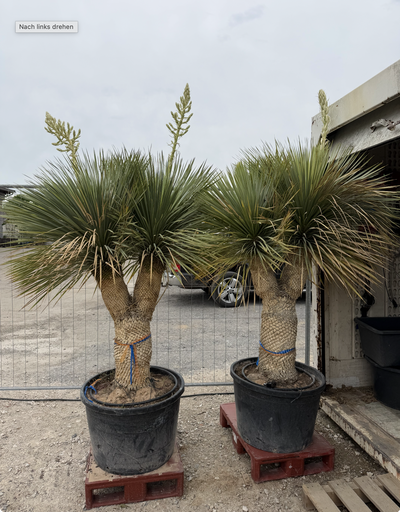 Yucca_Rostrata_Palmen Riedel.png