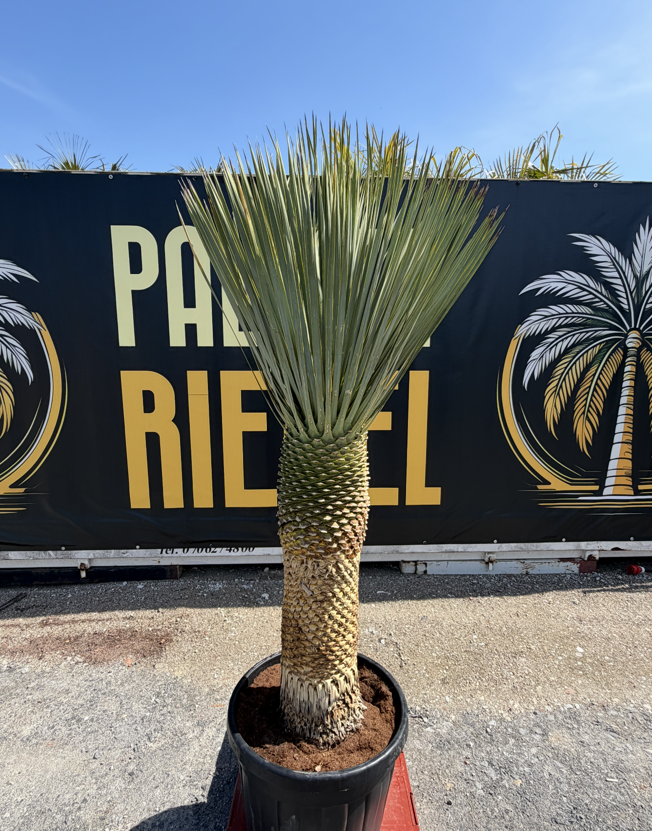 Yucca_Rostrata_Palmen Riedel_80.png