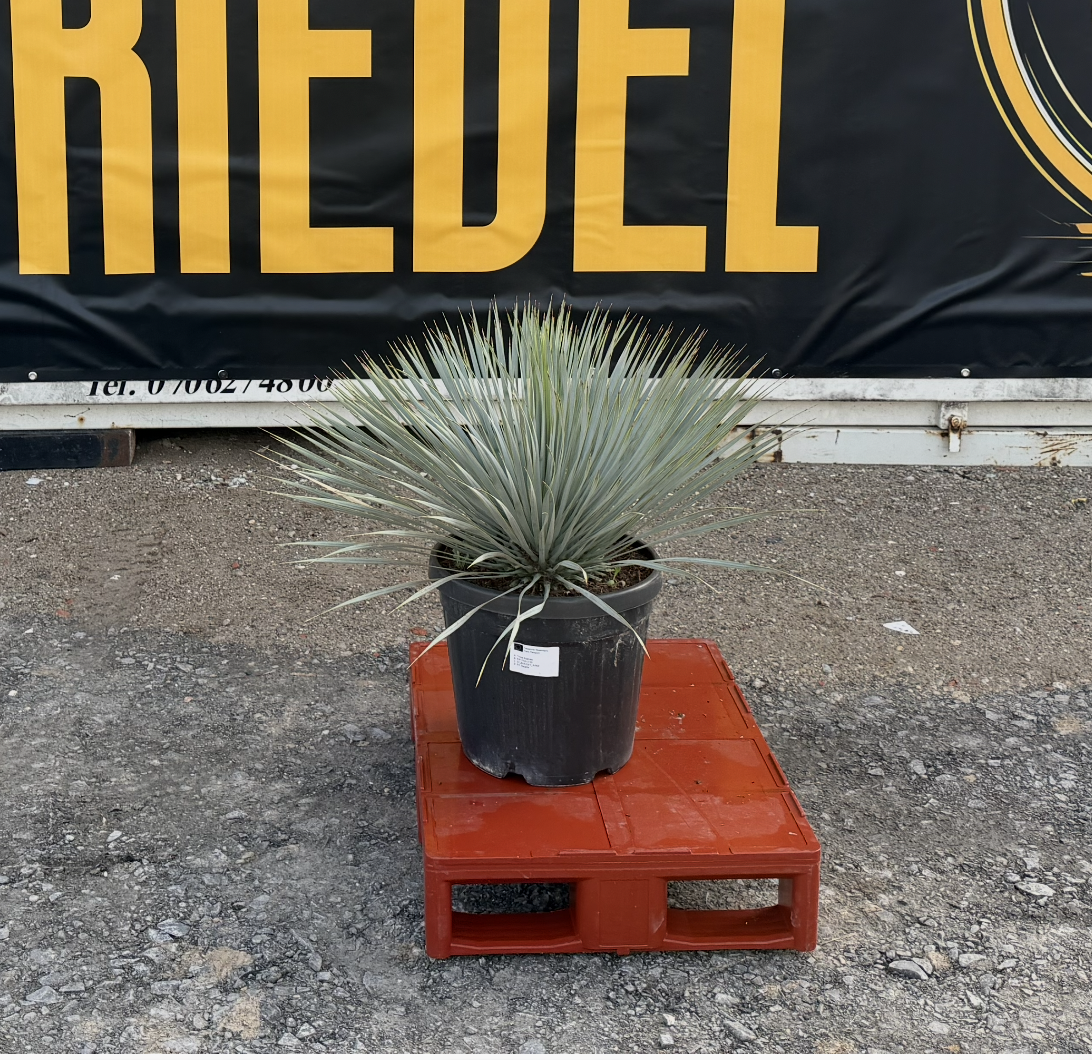 Yucca_Rostrata_150_Palmen_Riedel.png