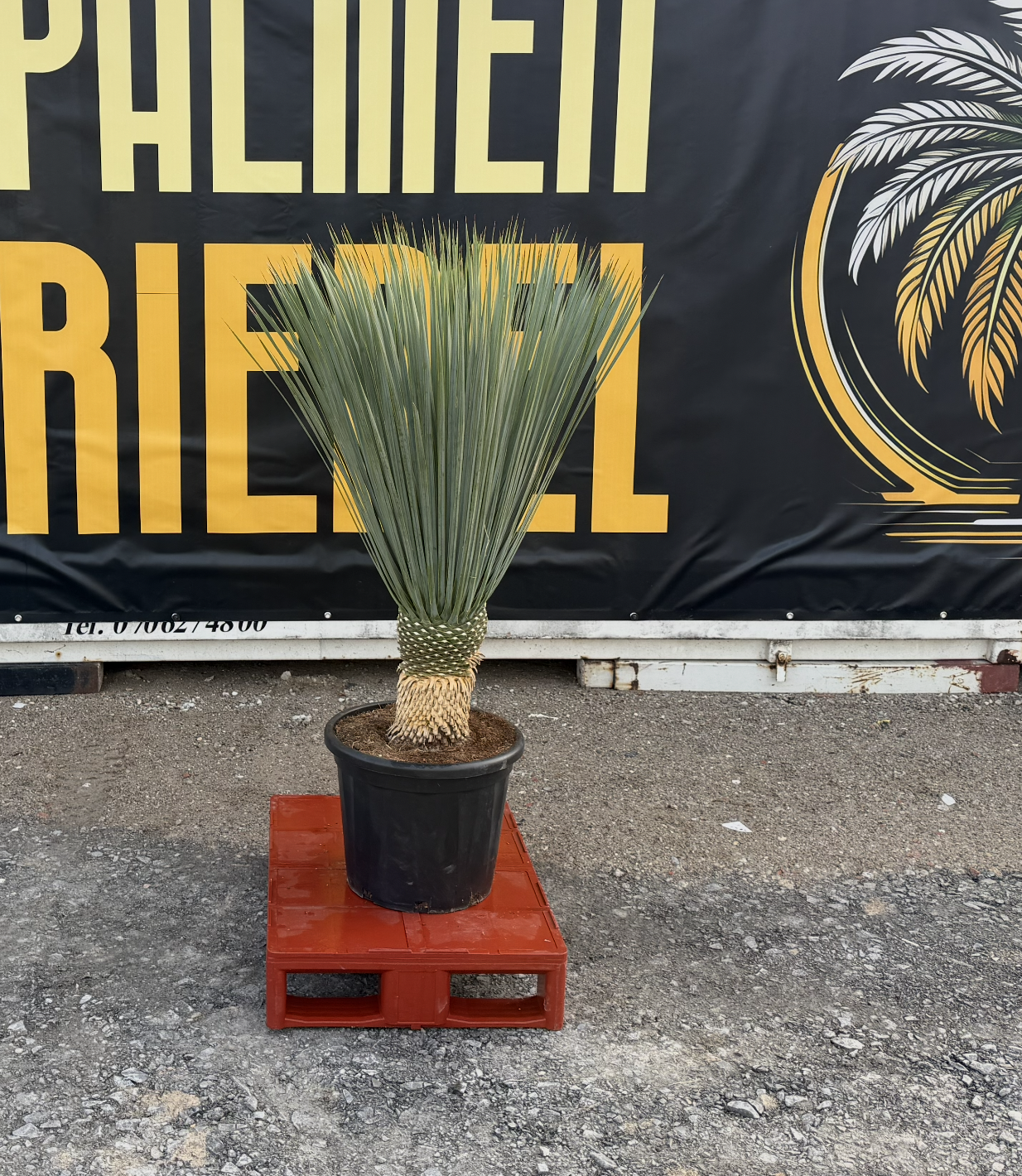 Yucca_Rostrata_20-30_Palmen Riedel.png
