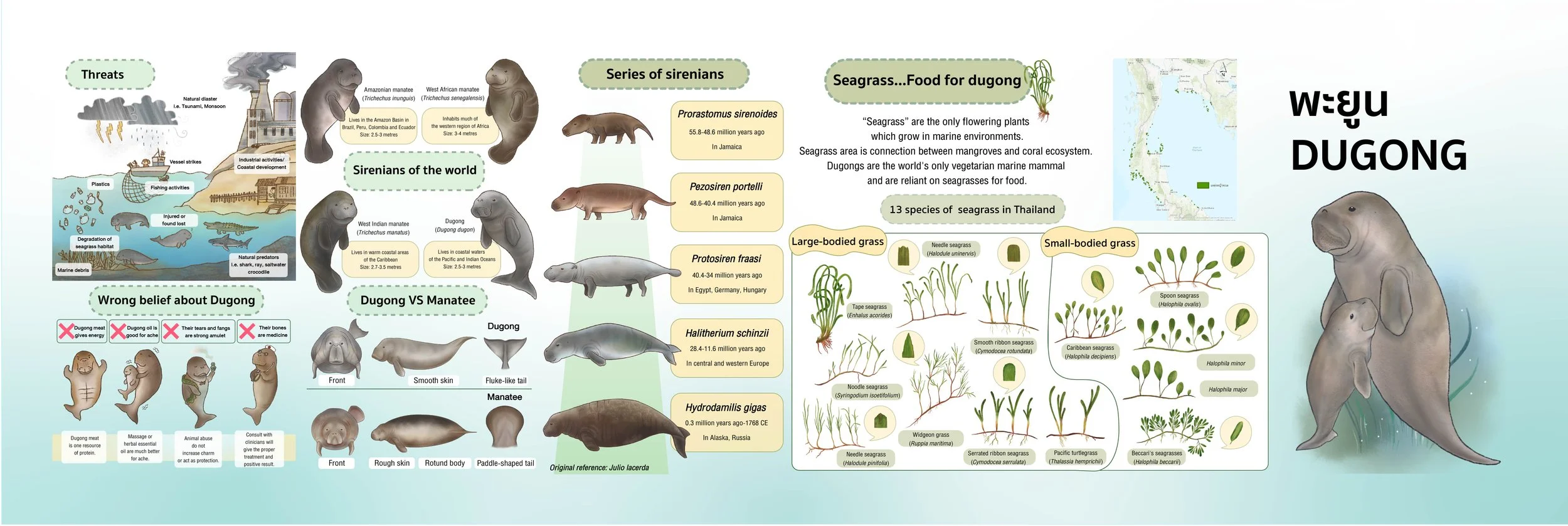 Life of Dugong: Infographic — Orn Thiti-Orn