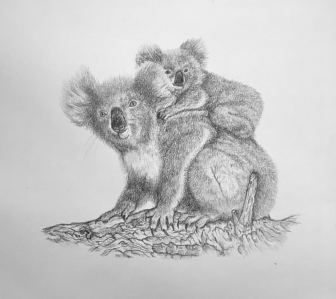 A pencil sketch of two koalas sitting together on a tree branch, one resting and the other looking forward.