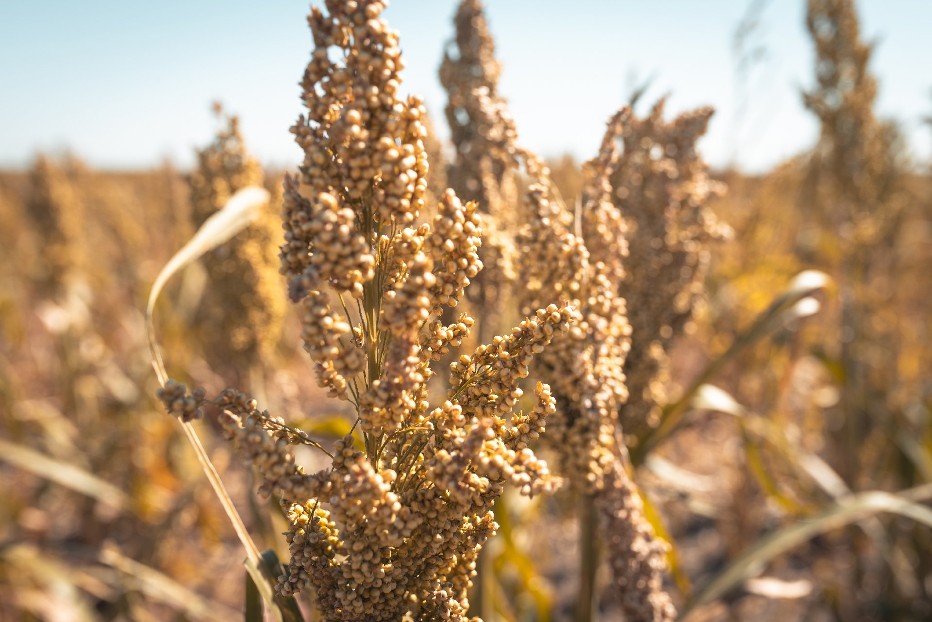 Close-up of a mature millet plant with golden seed heads in a field during daytime