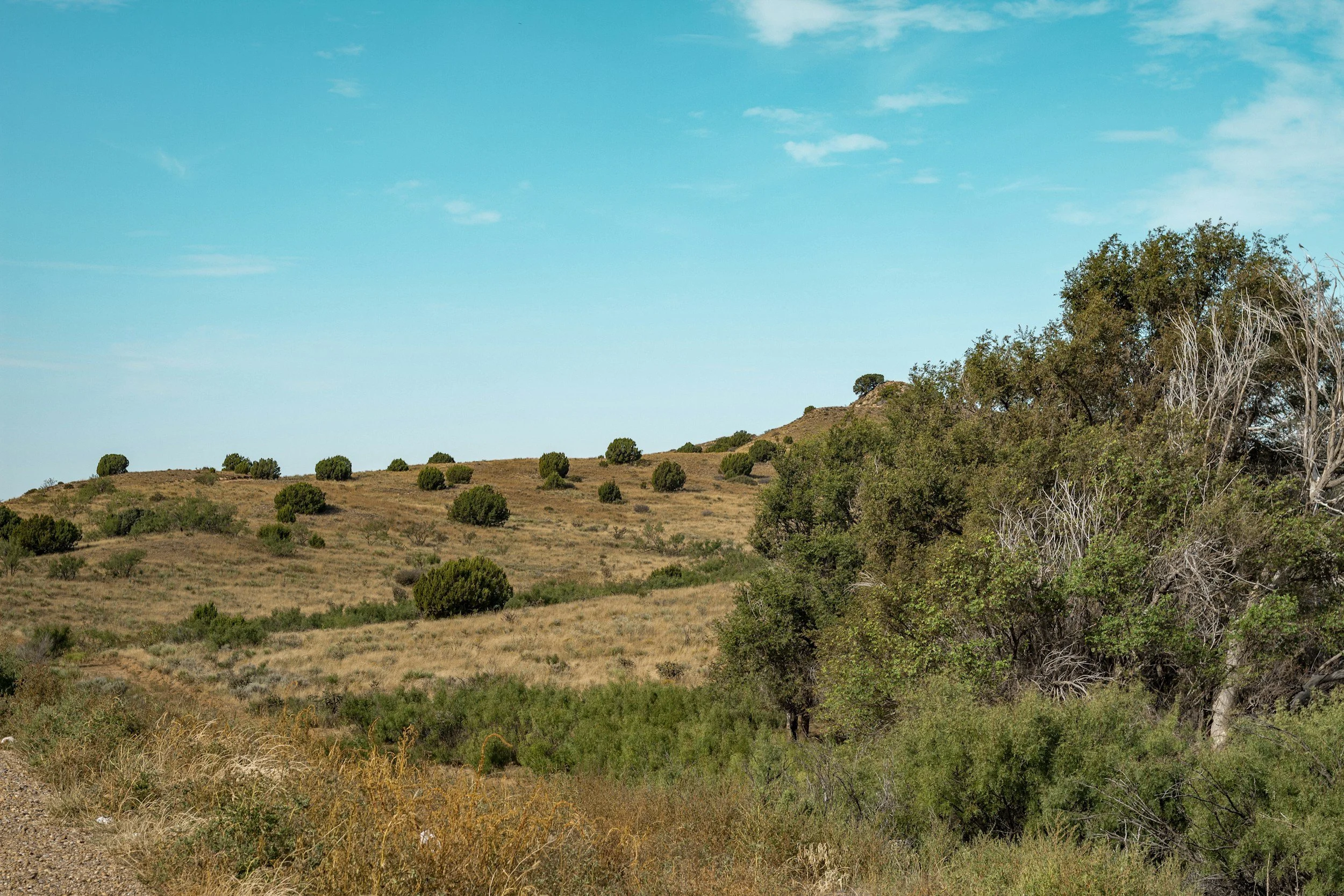 A landscape of rolling hills with sparse trees and bushes, under a bright blue sky with a few clouds.