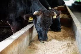 What Is Kobe | Discover Kobe Beef Today — BAR-Ranch Steak Company