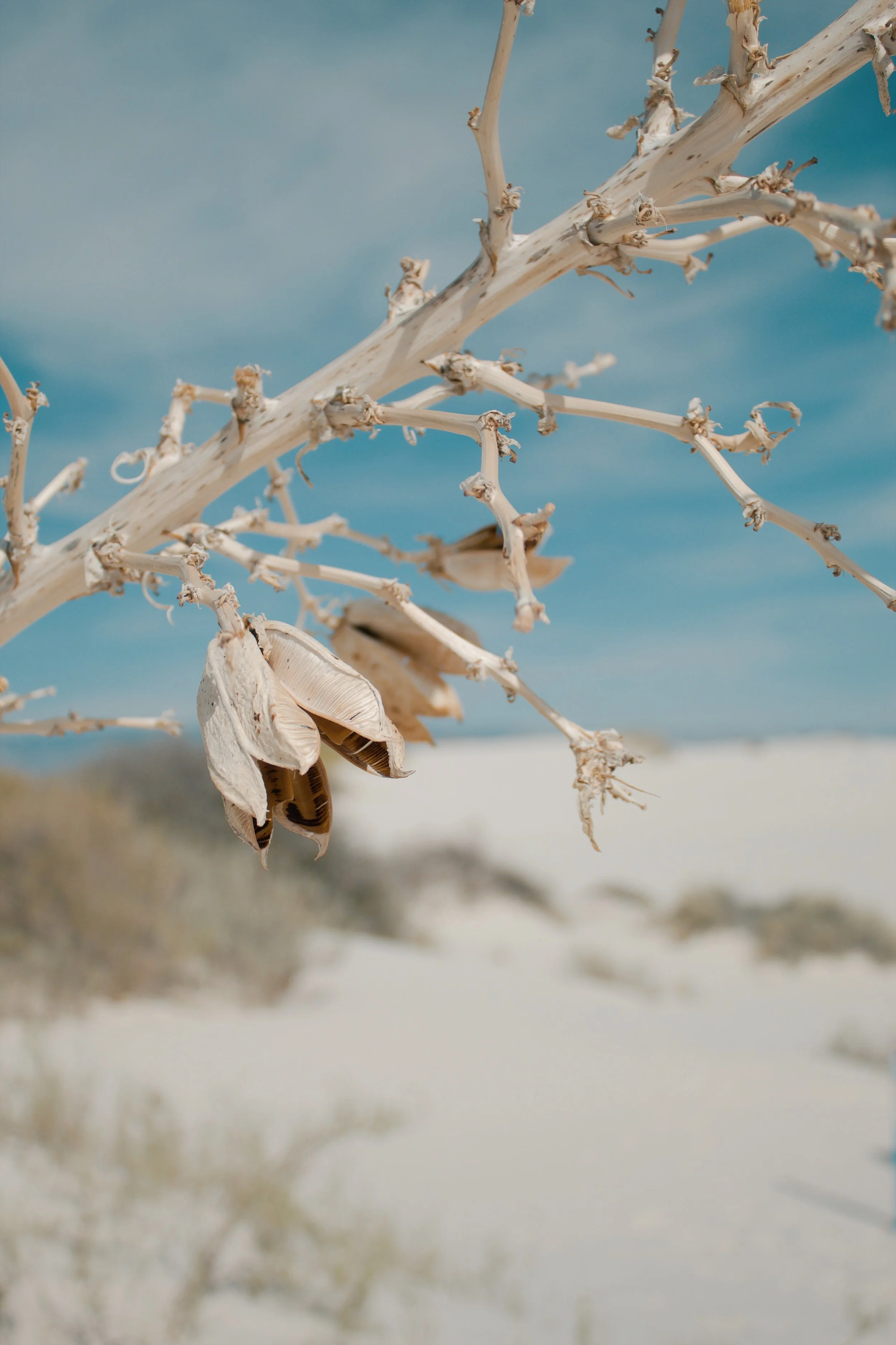 White Sands National Park NM, 2024