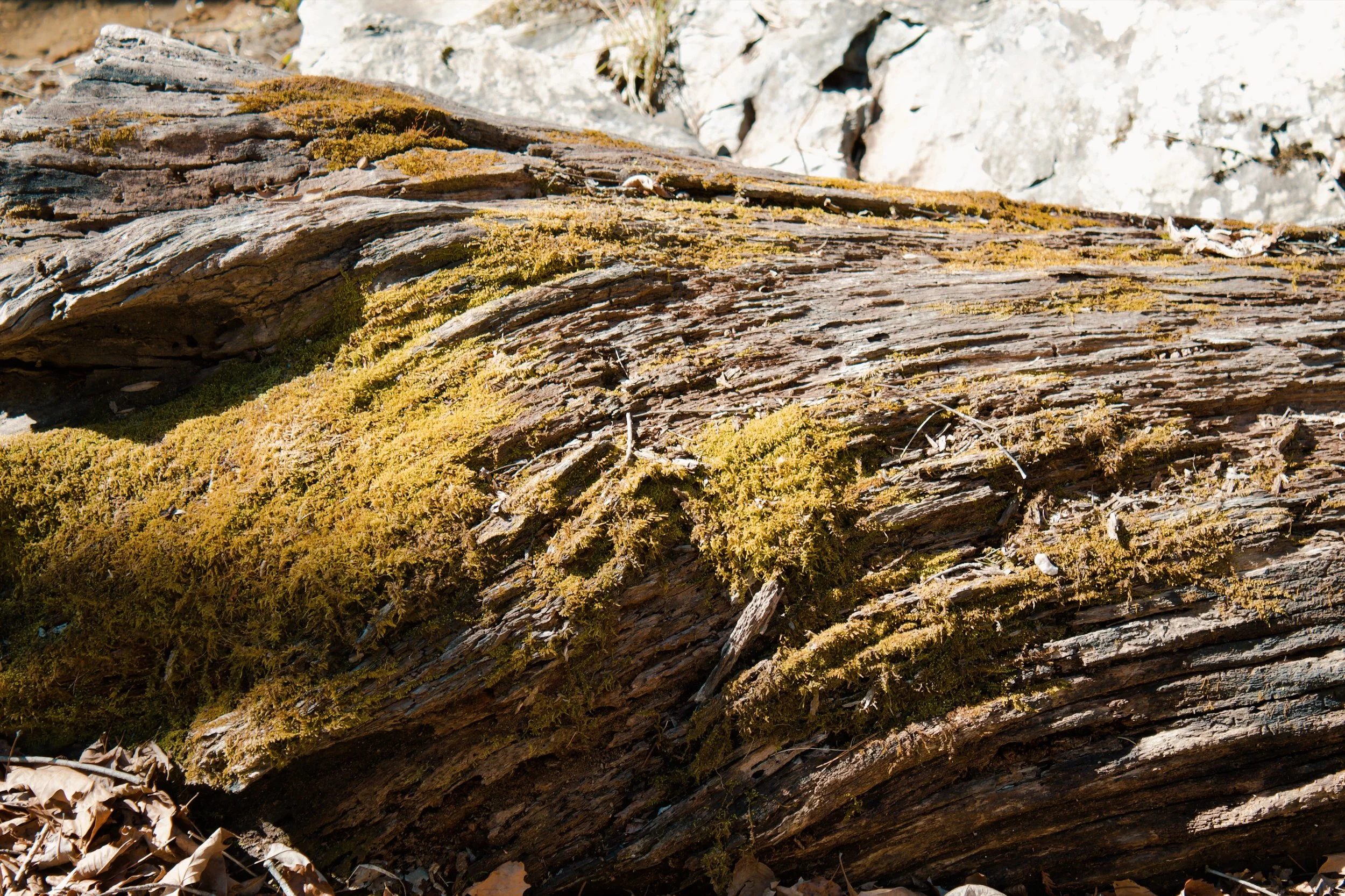 Natural Bridge VA, 2025