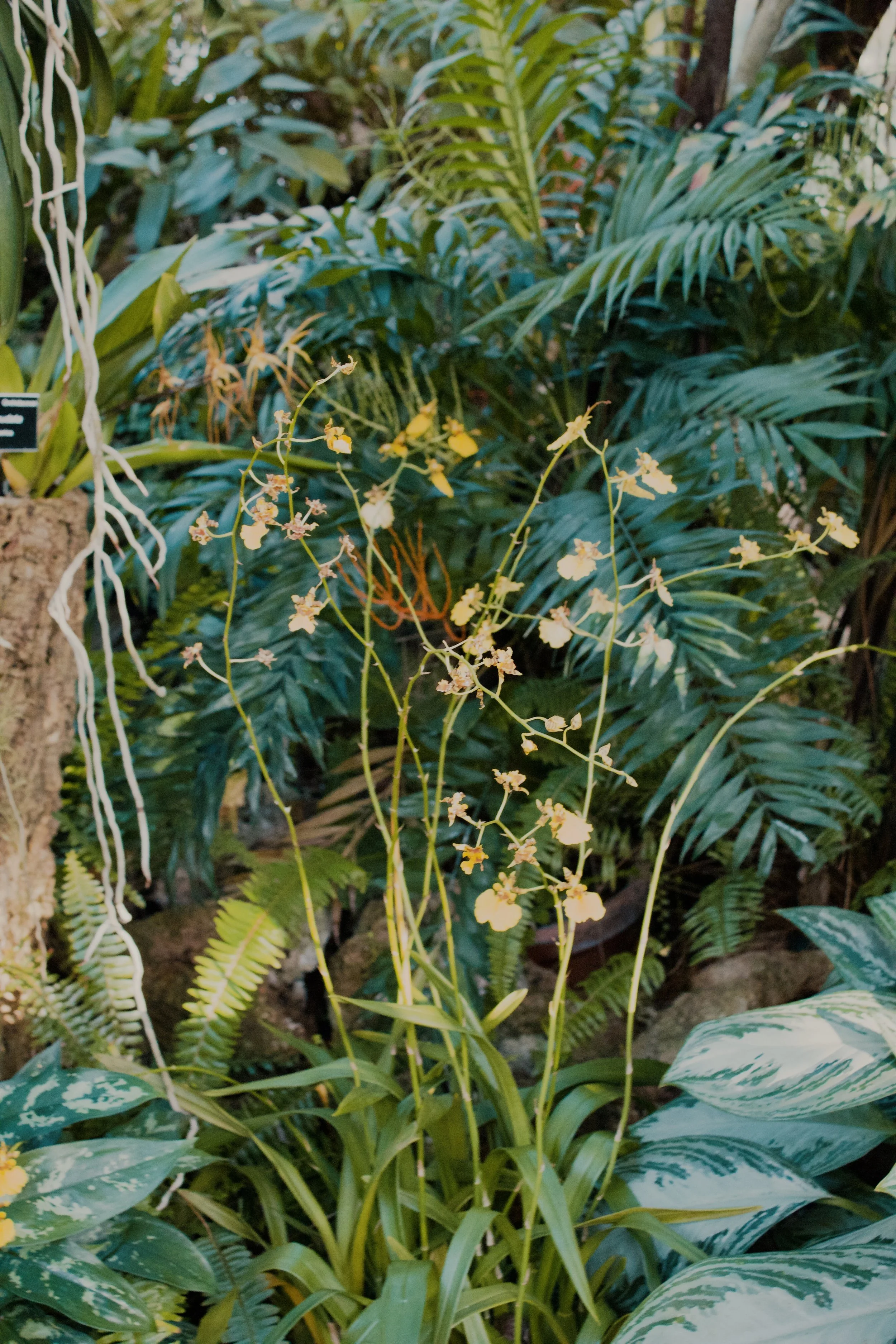 United States Botanic Garden MD, 2024