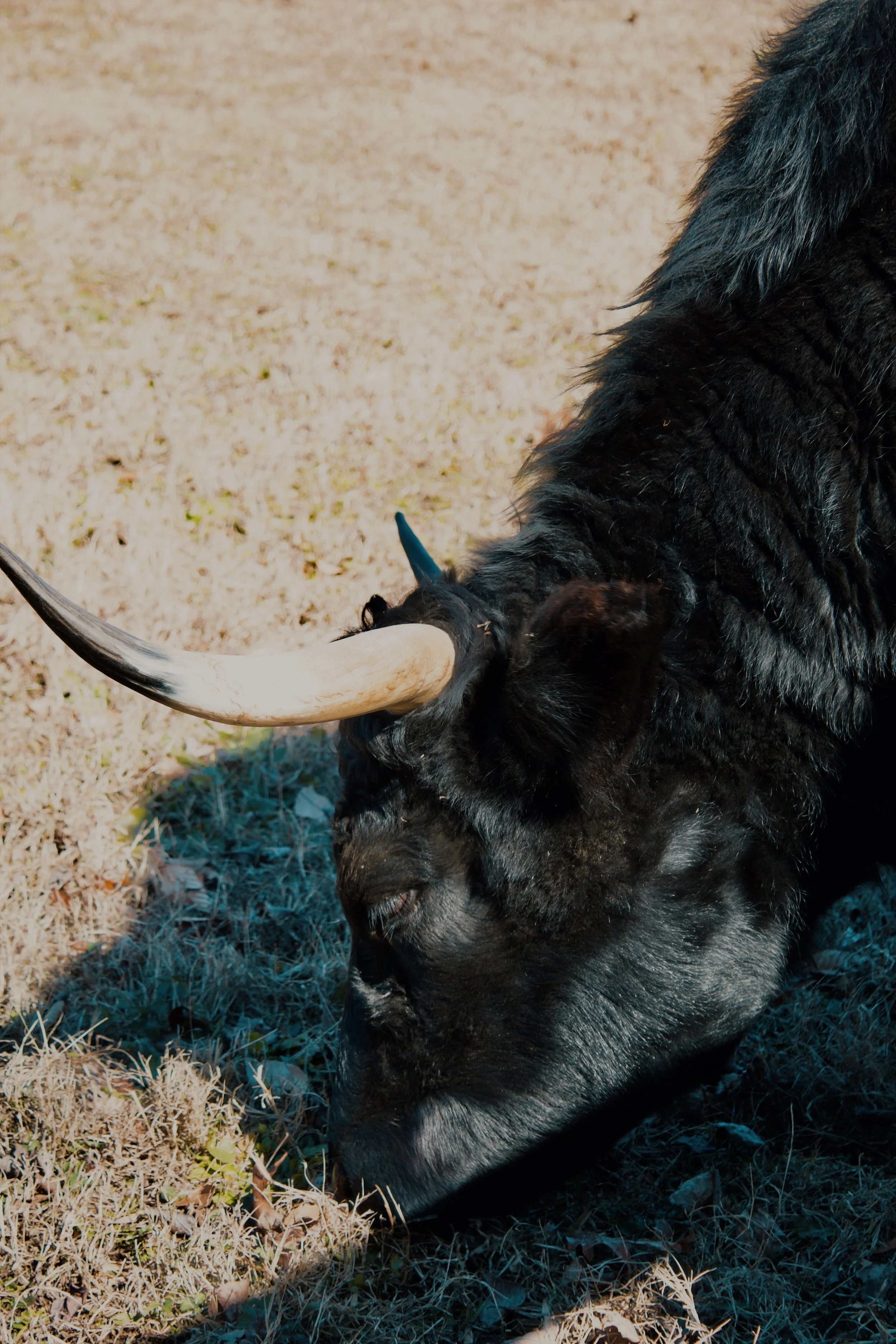 Maymont Richmond VA, 2024