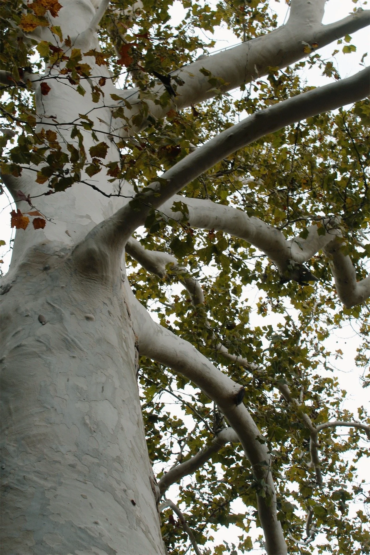 Hollywood Cemetery Richmond VA, 2025