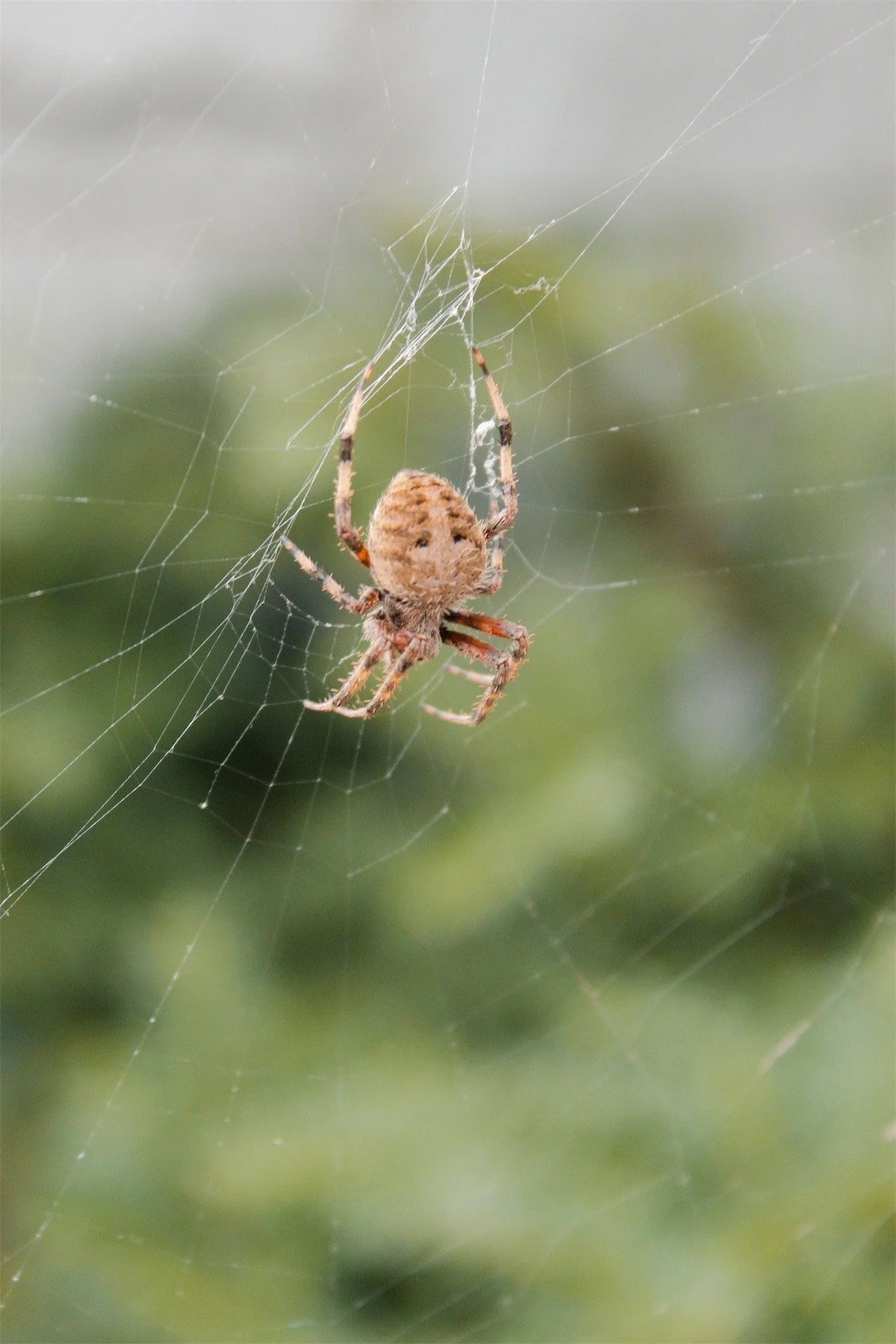 Hollywood Cemetery Richmond VA, 2025