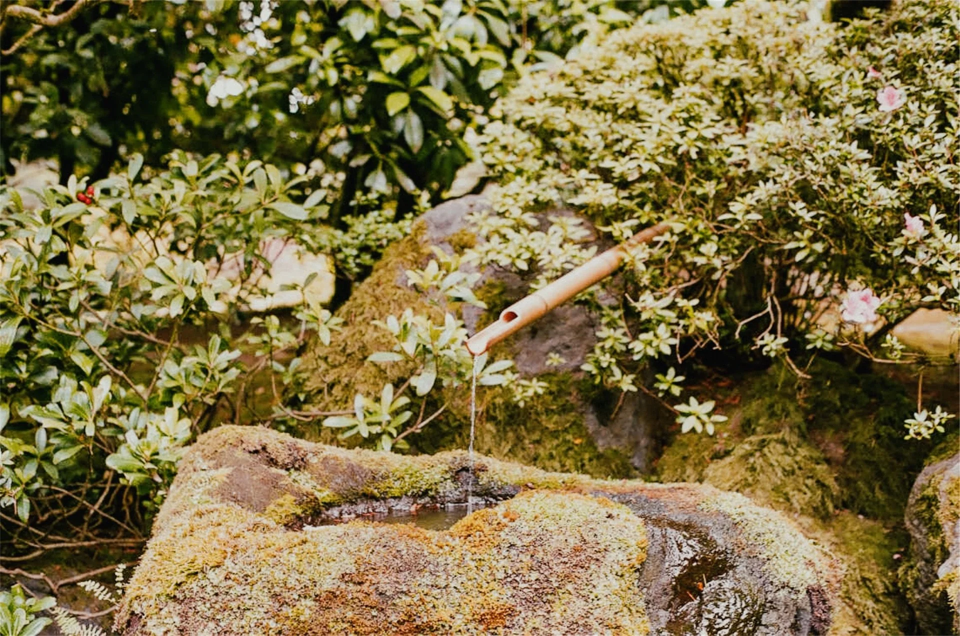 Portland Japanese Gardens OR, 2022