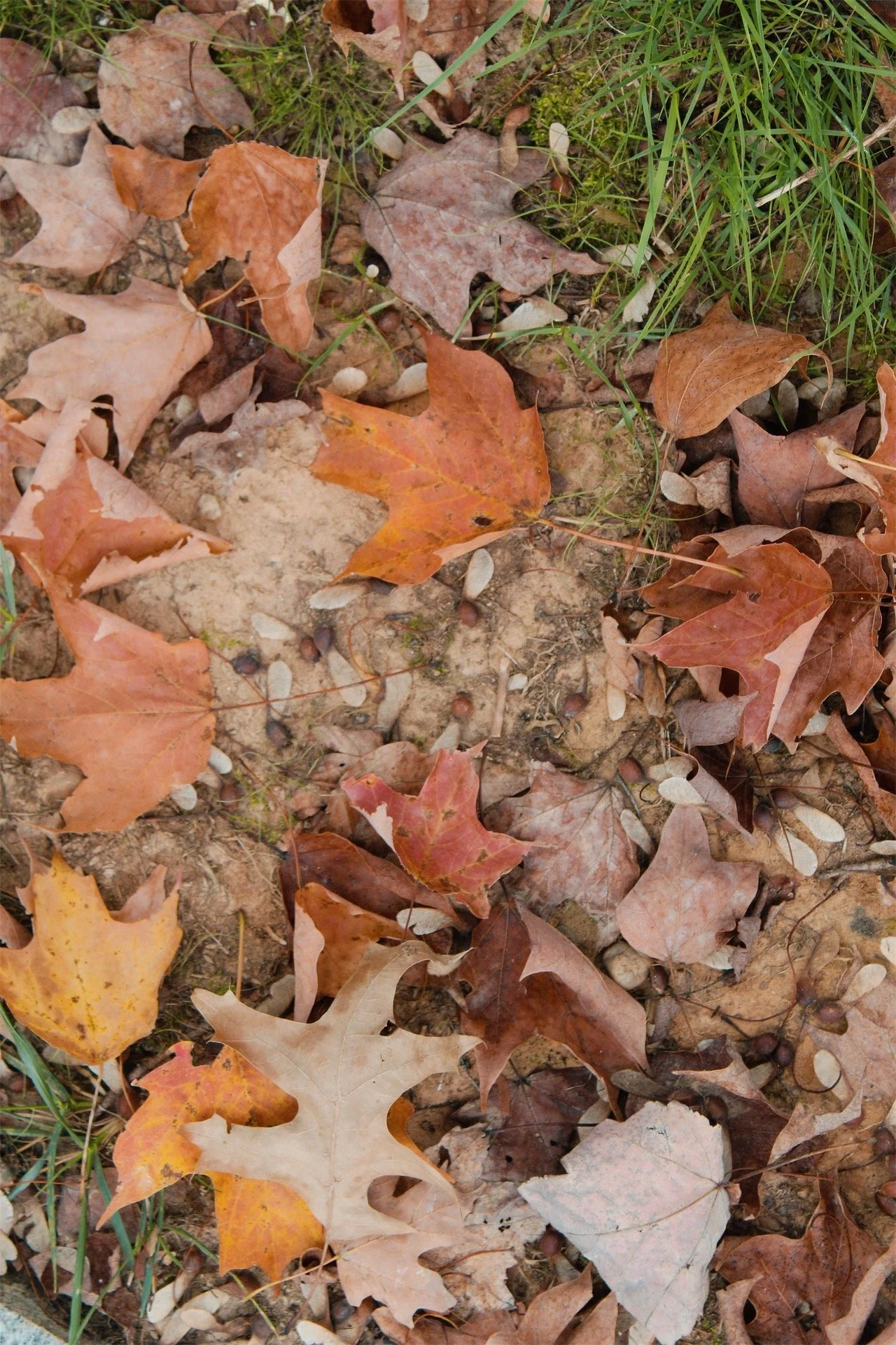 Hollywood Cemetery Richmond VA, 2025