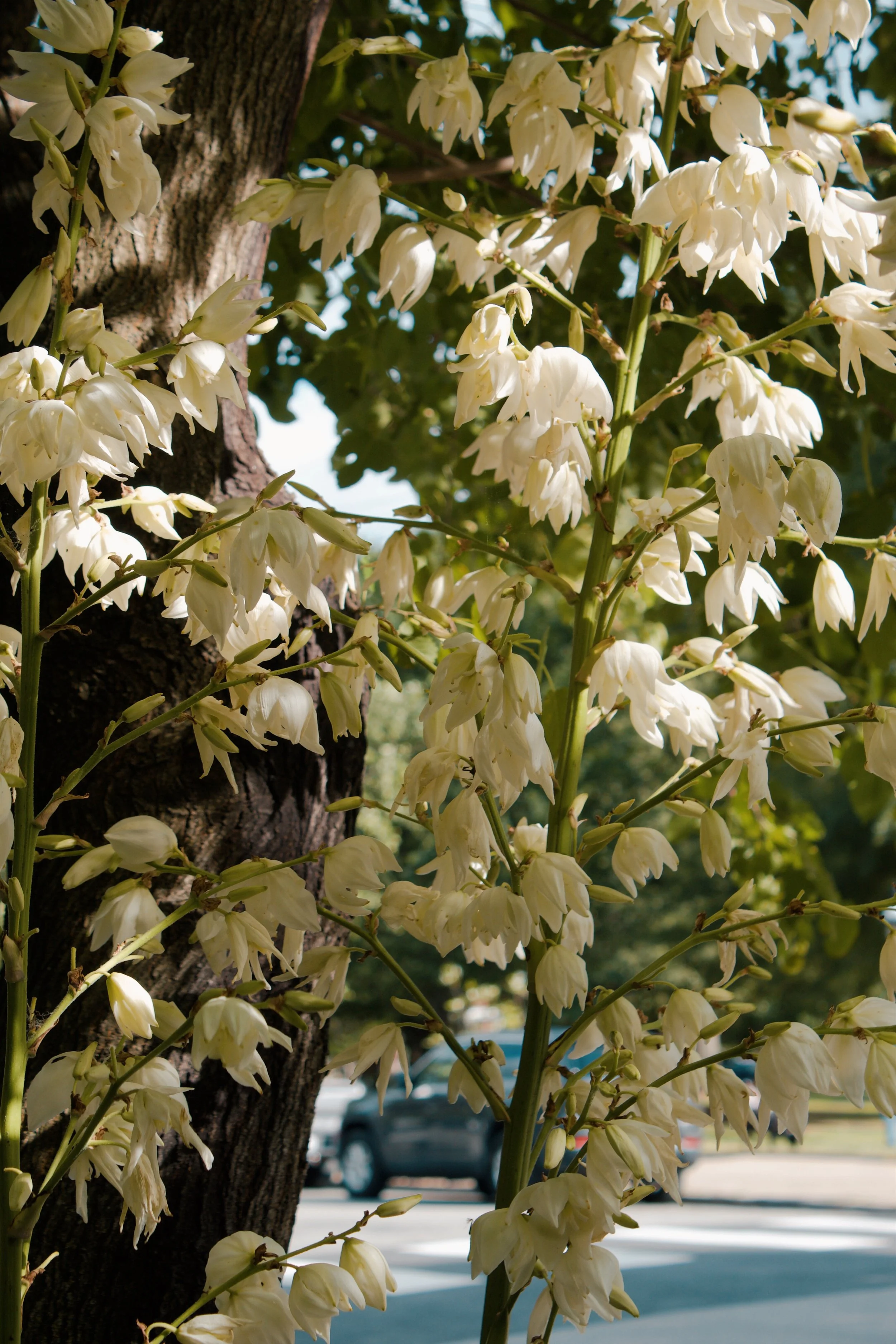 Church Hill Richmond VA, 2025
