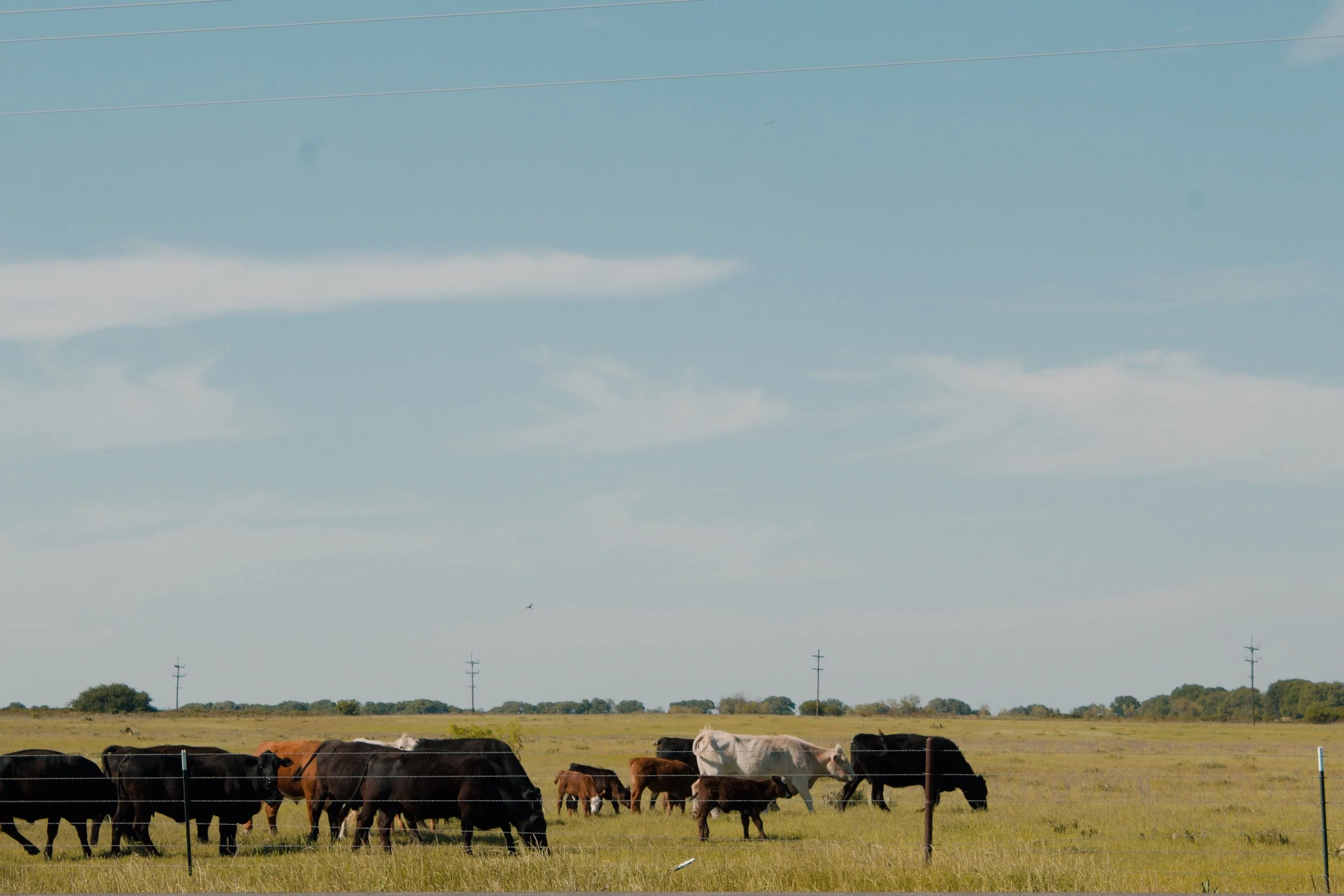 TX, 2024